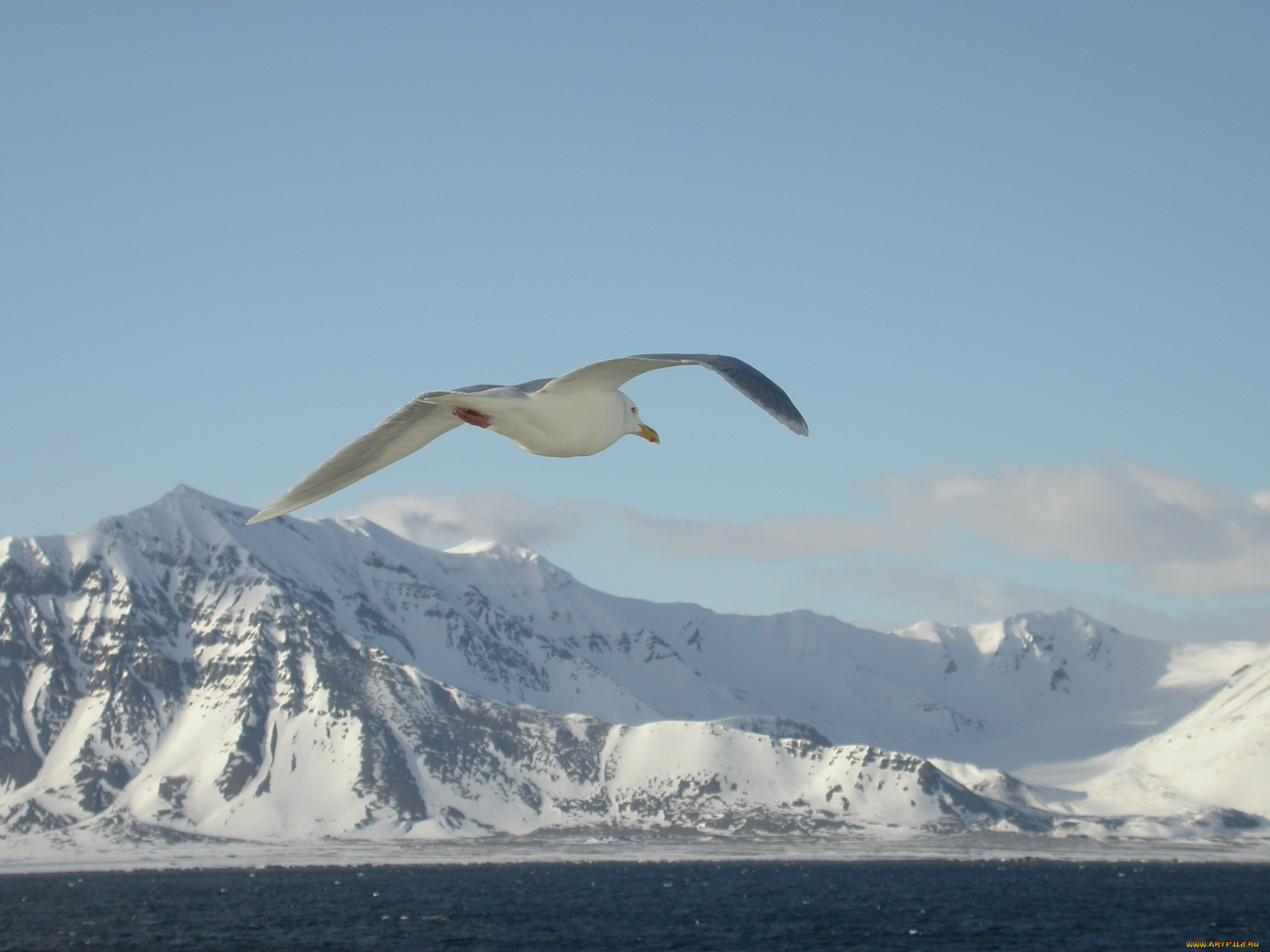животные, Чайки, бакланы, крачки, чайка