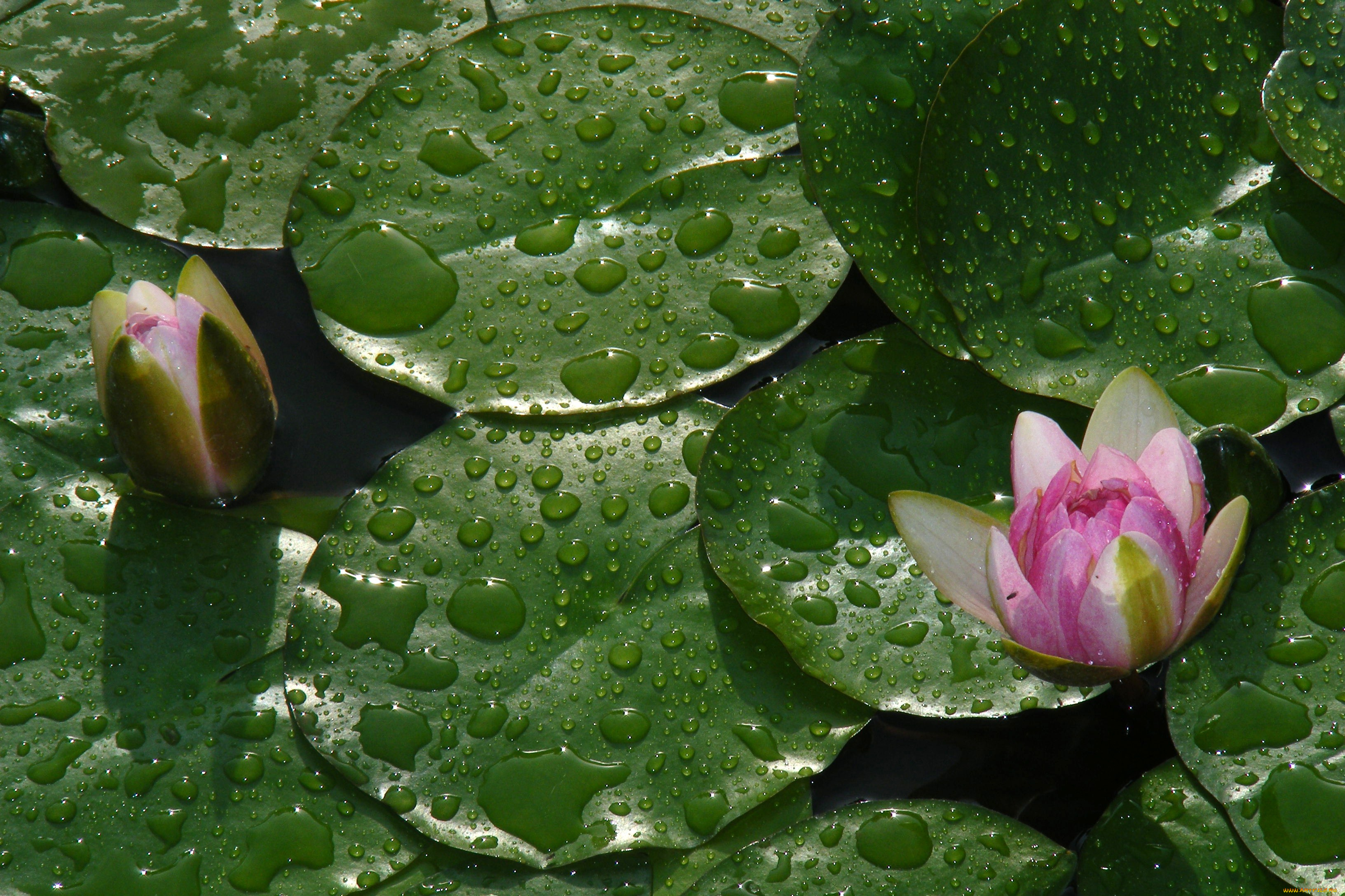 цветы, лилии, водяные, нимфеи, кувшинки, лотос