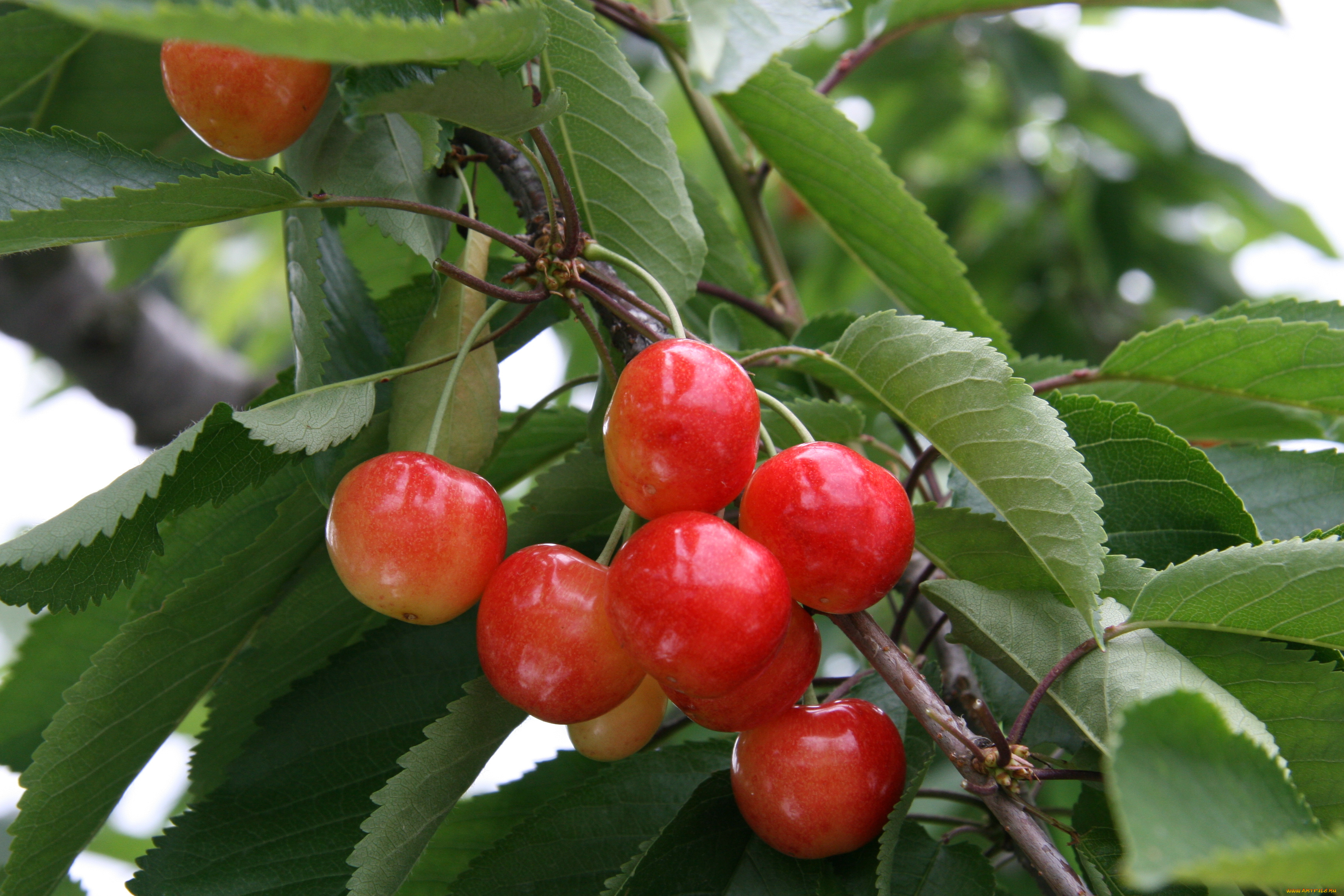 природа, Ягоды, ветка, вишня