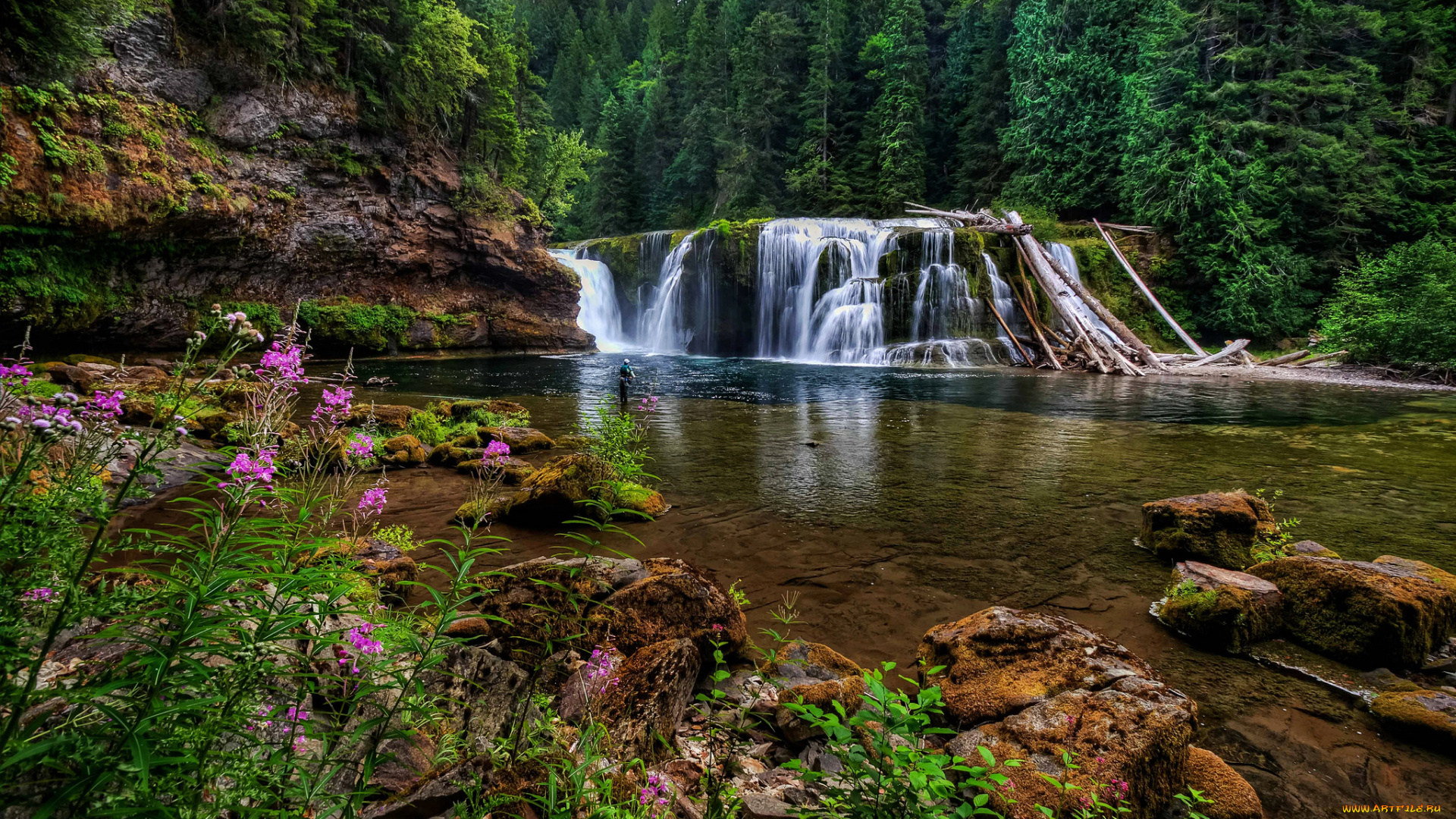 lower, lewis, river, falls, washington, природа, водопады, река, льюис, лес, камни, цветы