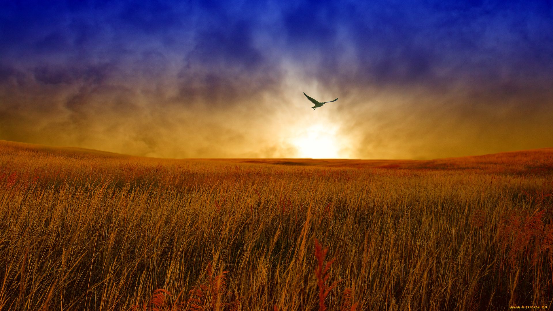 природа, восходы, закаты, поле, трава, тучи, свет, солнце