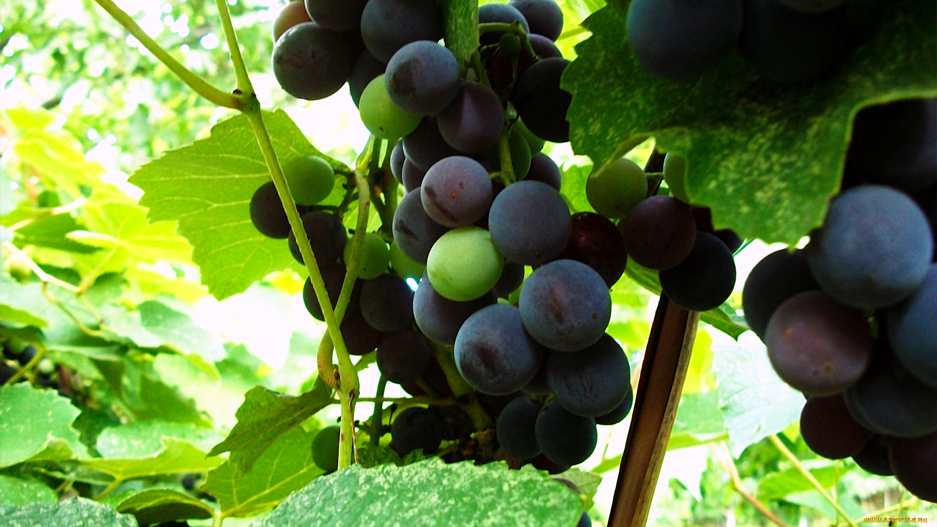 природа, Ягоды, виноград