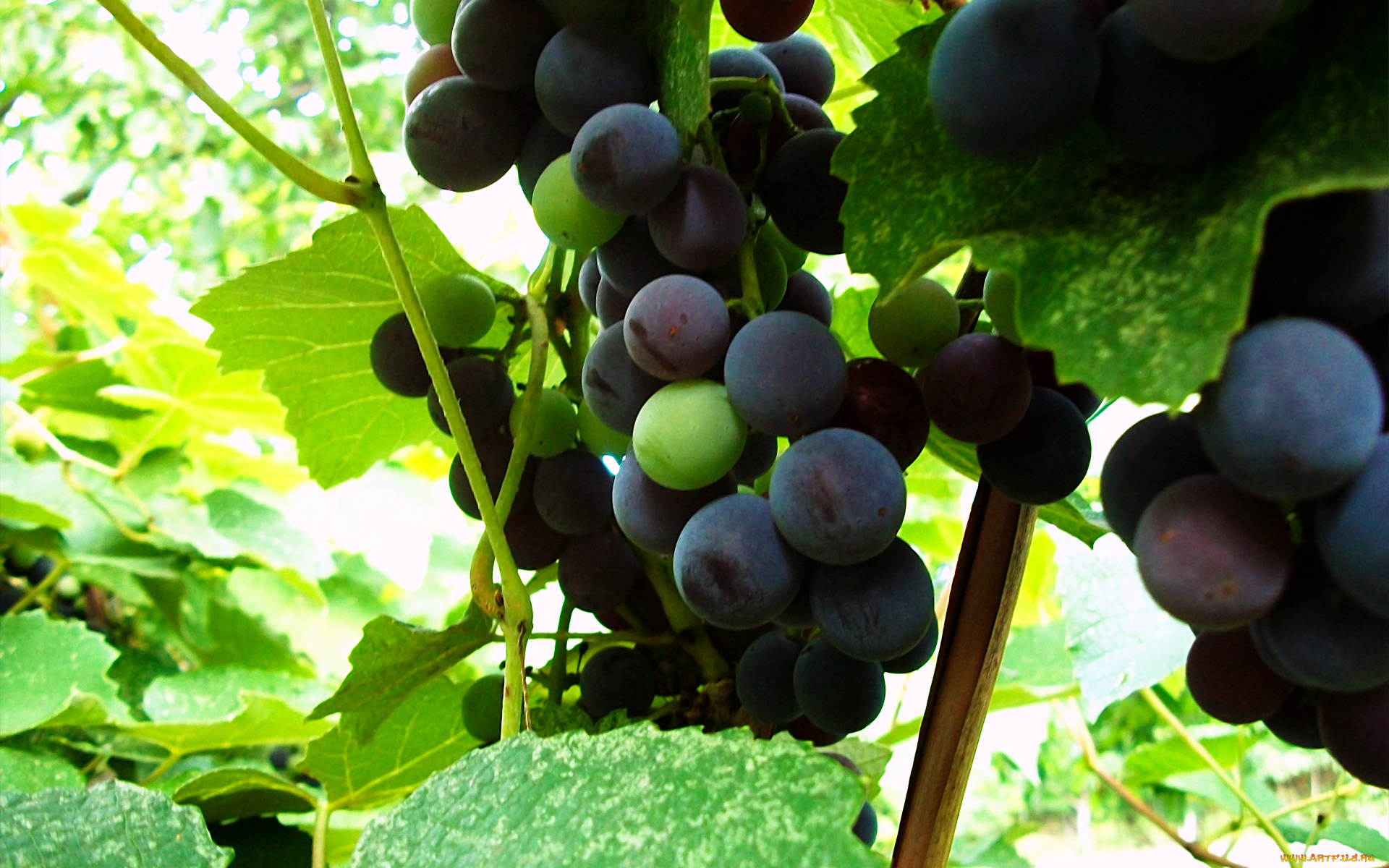 природа, Ягоды, виноград