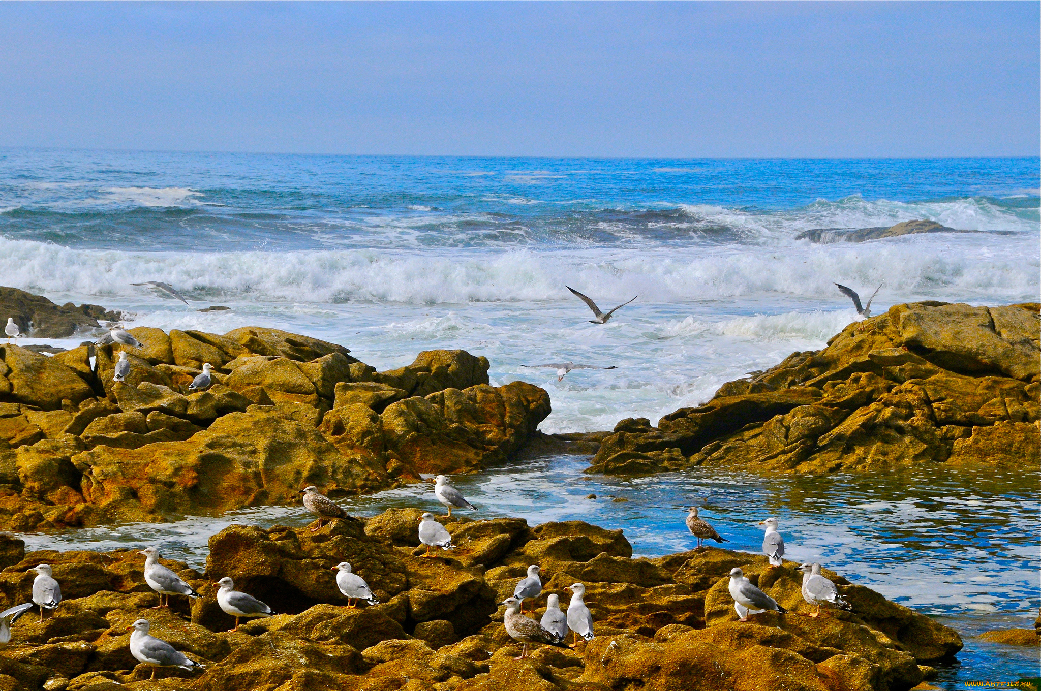 атлантический, океан, природа, побережье, камни, чайки, птицы, волны