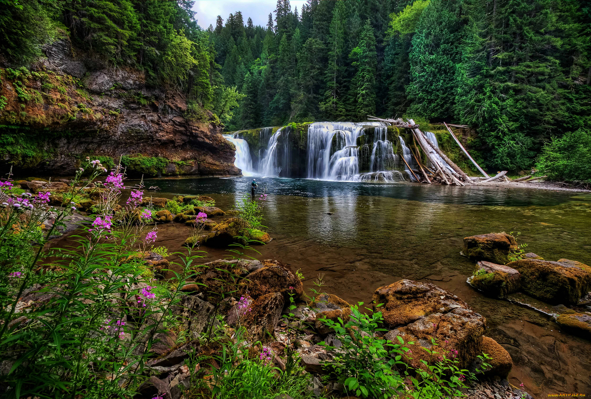 lower, lewis, river, falls, washington, природа, водопады, река, льюис, лес, камни, цветы