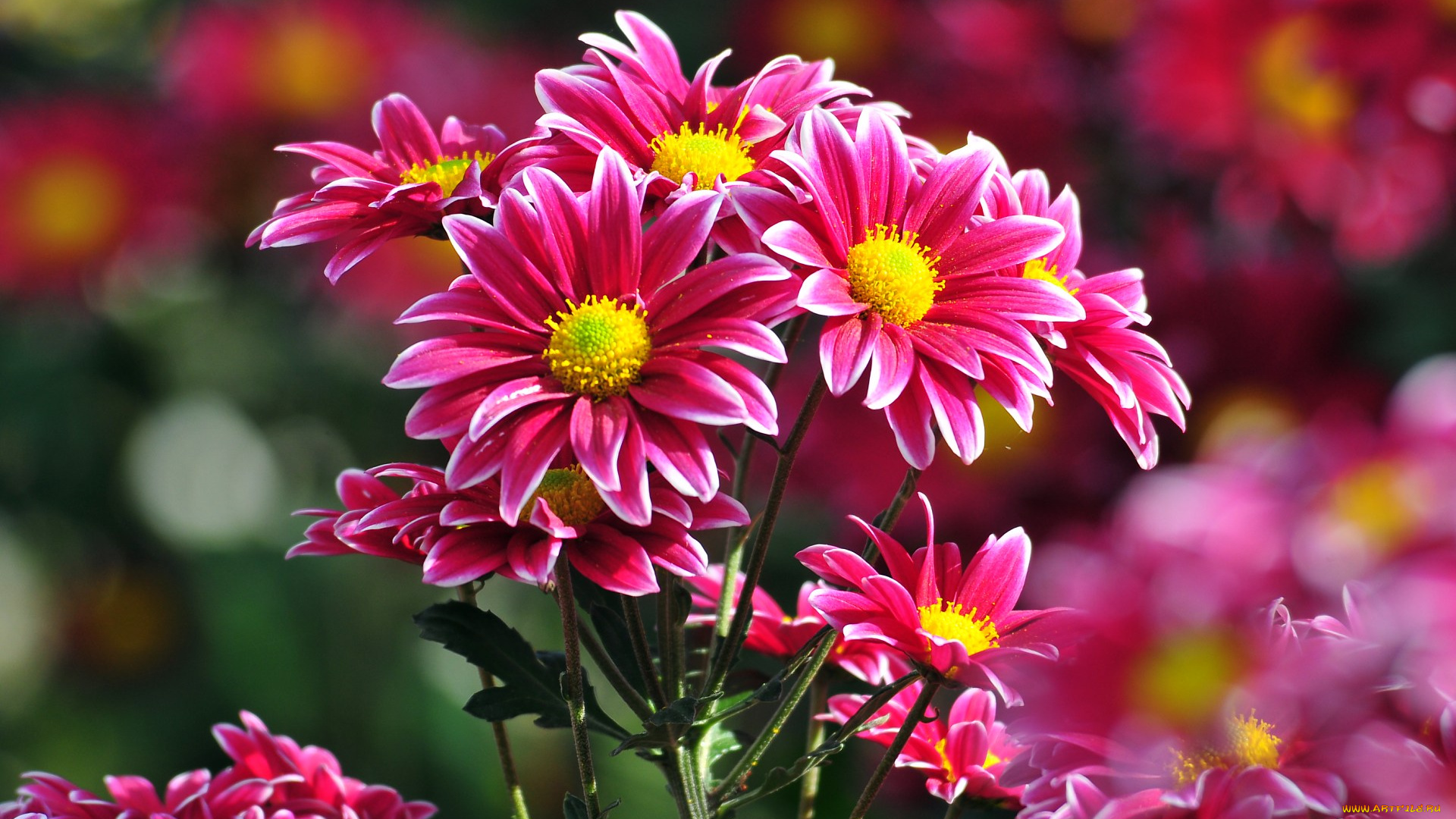 цветы, хризантемы, лепестки