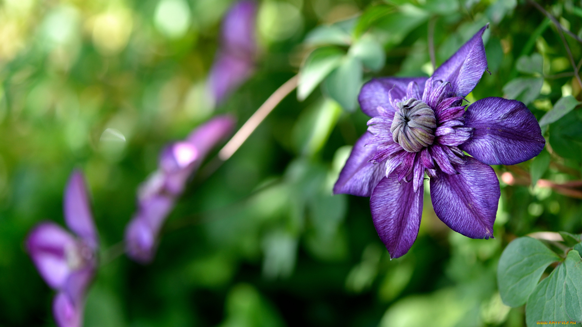 цветы, клематис, , ломонос, клематис