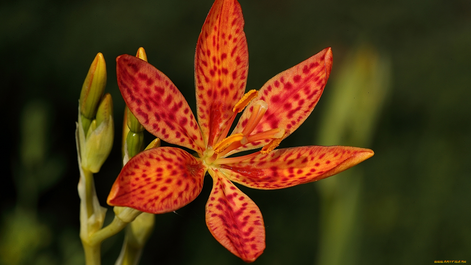 цветы, красный, цветок