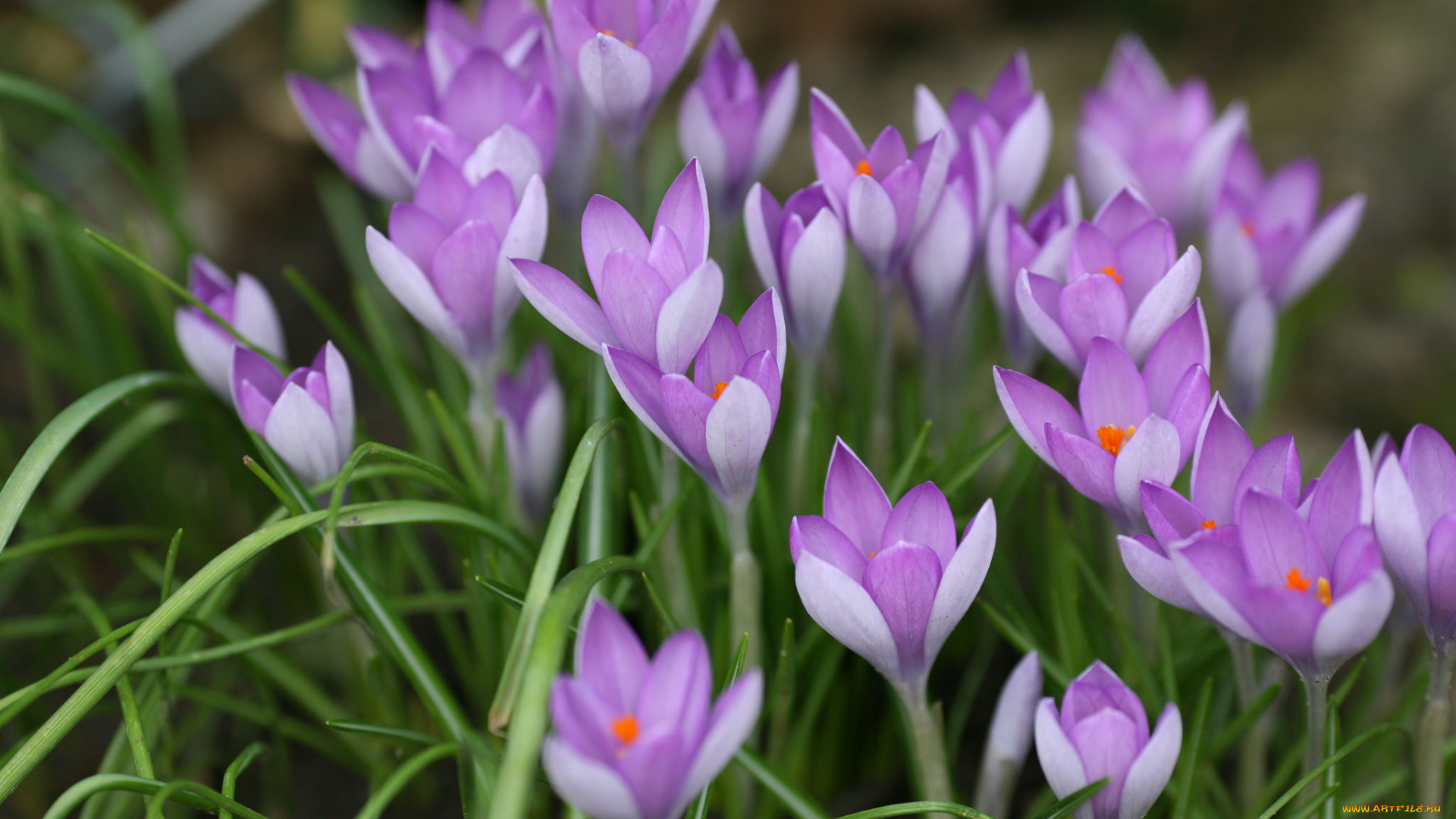 цветы, крокусы, цветение, много, сиреневые
