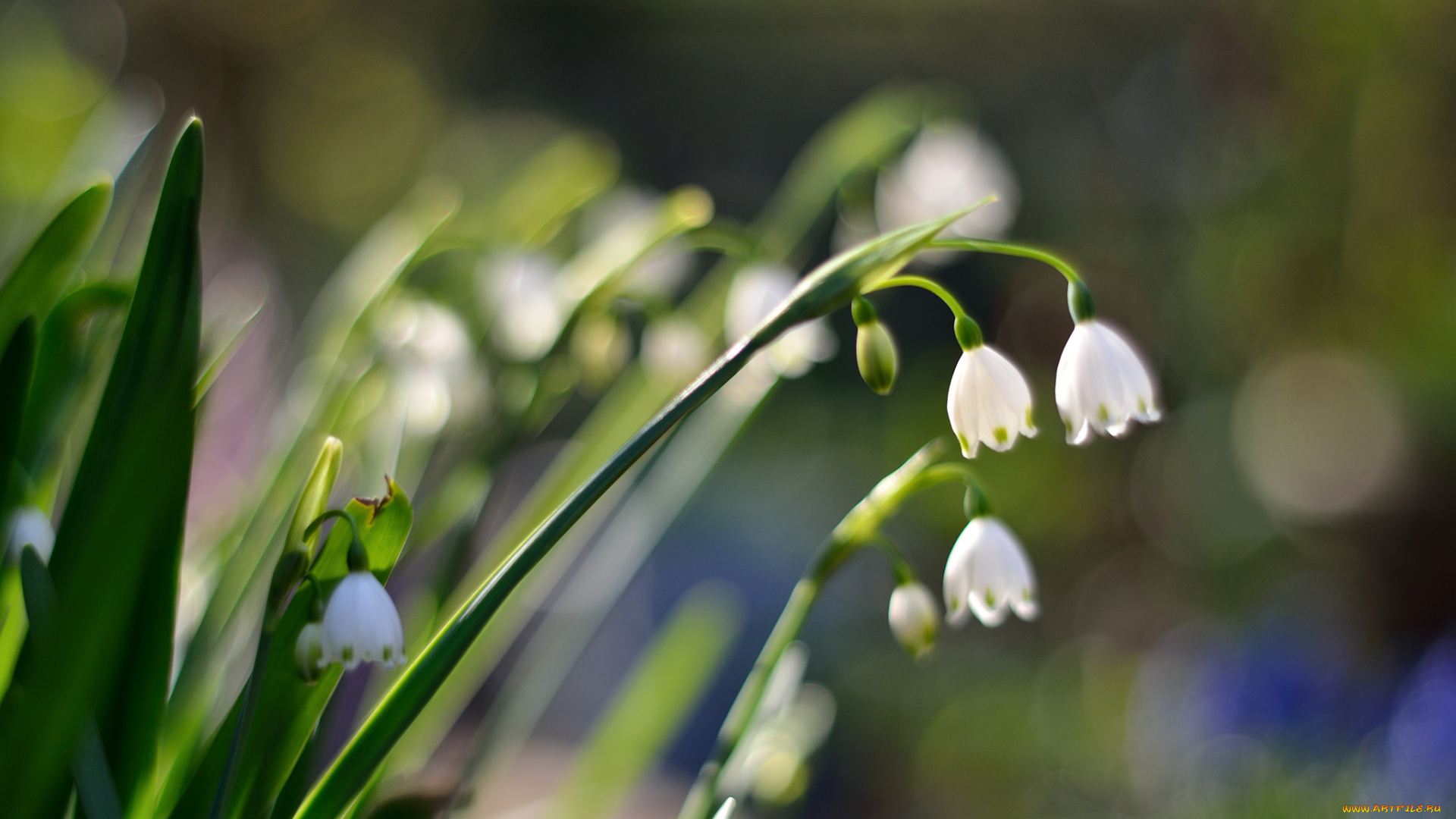 цветы, ландыши