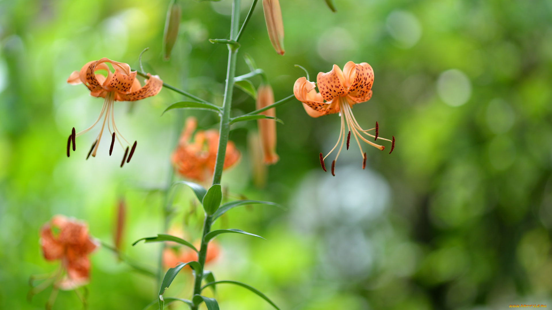 цветы, лилии, , лилейники, лилия, цветение, бутоны