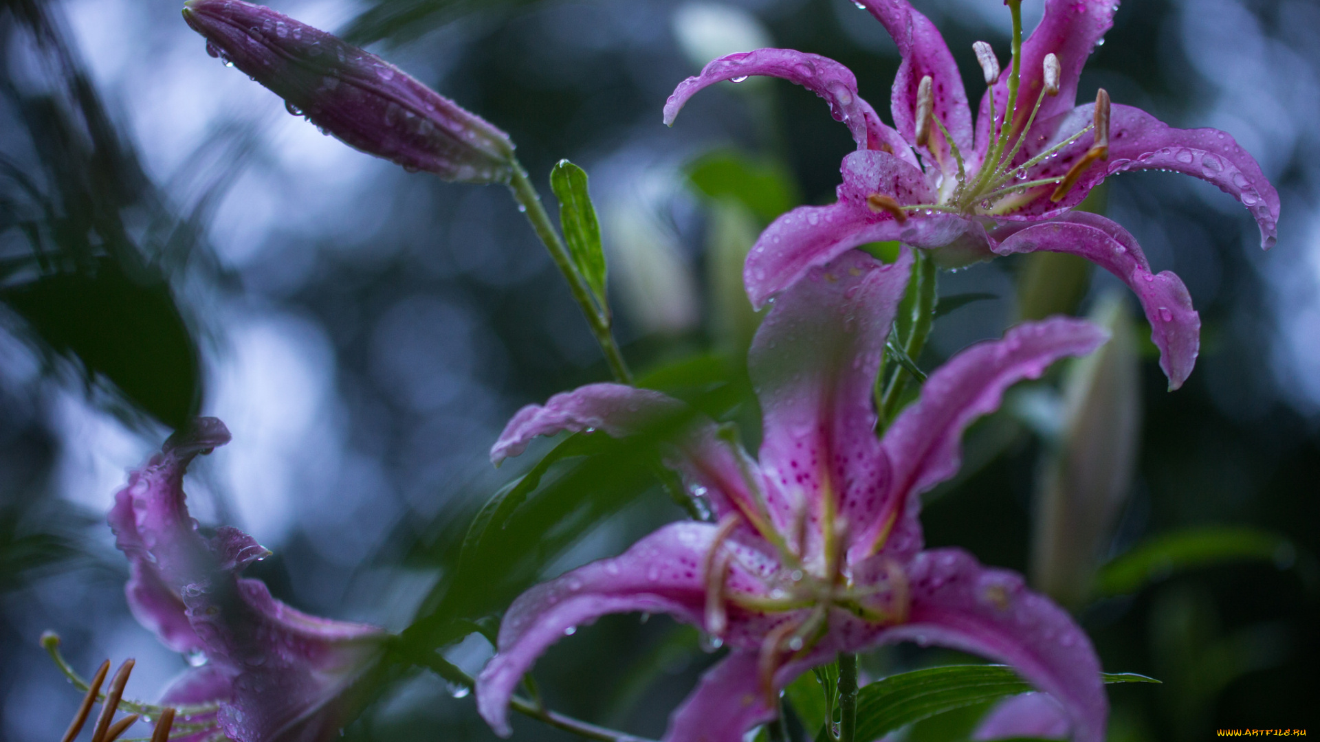 цветы, лилии, , лилейники, лилия, цветение, бутоны