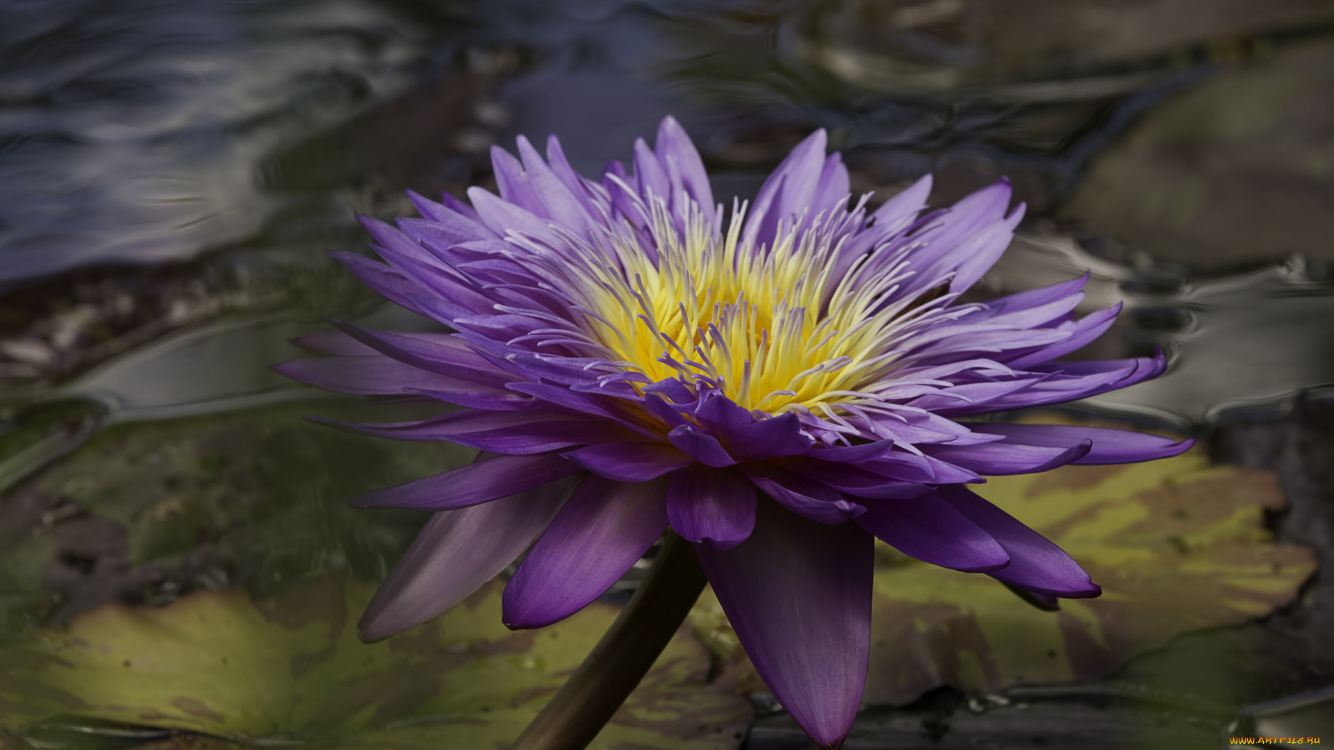 цветы, лилии, водяные, , нимфеи, , кувшинки, цветок, вода, лилия, водяная, фиолетовый