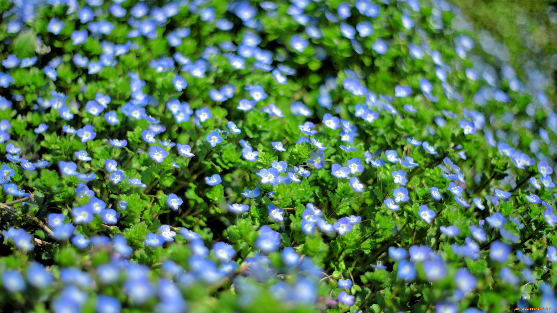 цветы, немофилы, , вероники, цветение, поле, вероника