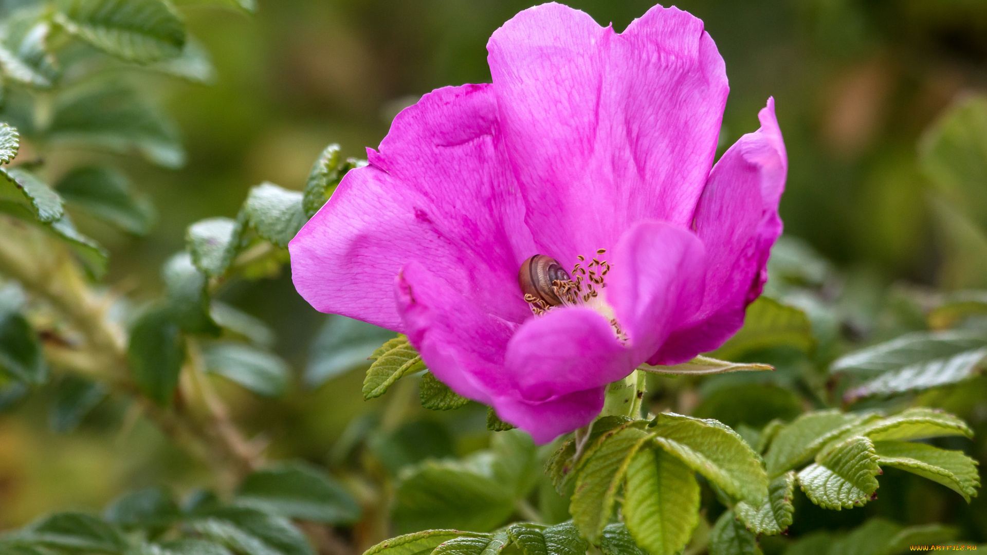 цветы, розы, цветение, роза