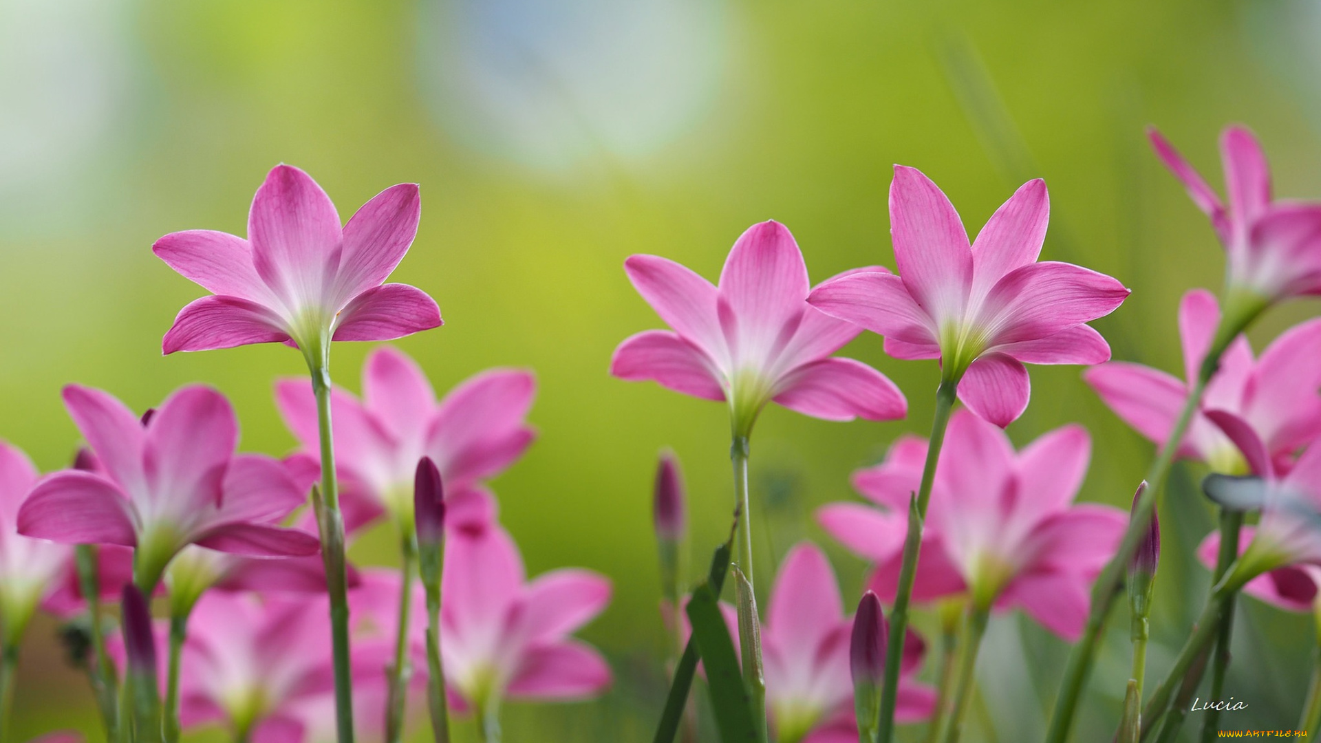 цветы, зефирантесы, цветение