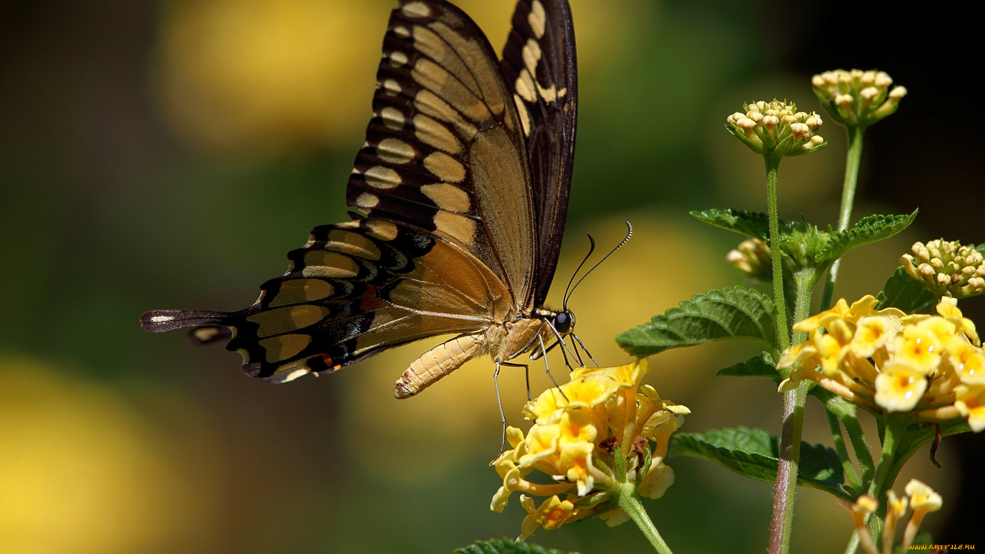 животные, бабочки, жёлтые, цветы, махаон, бабочка