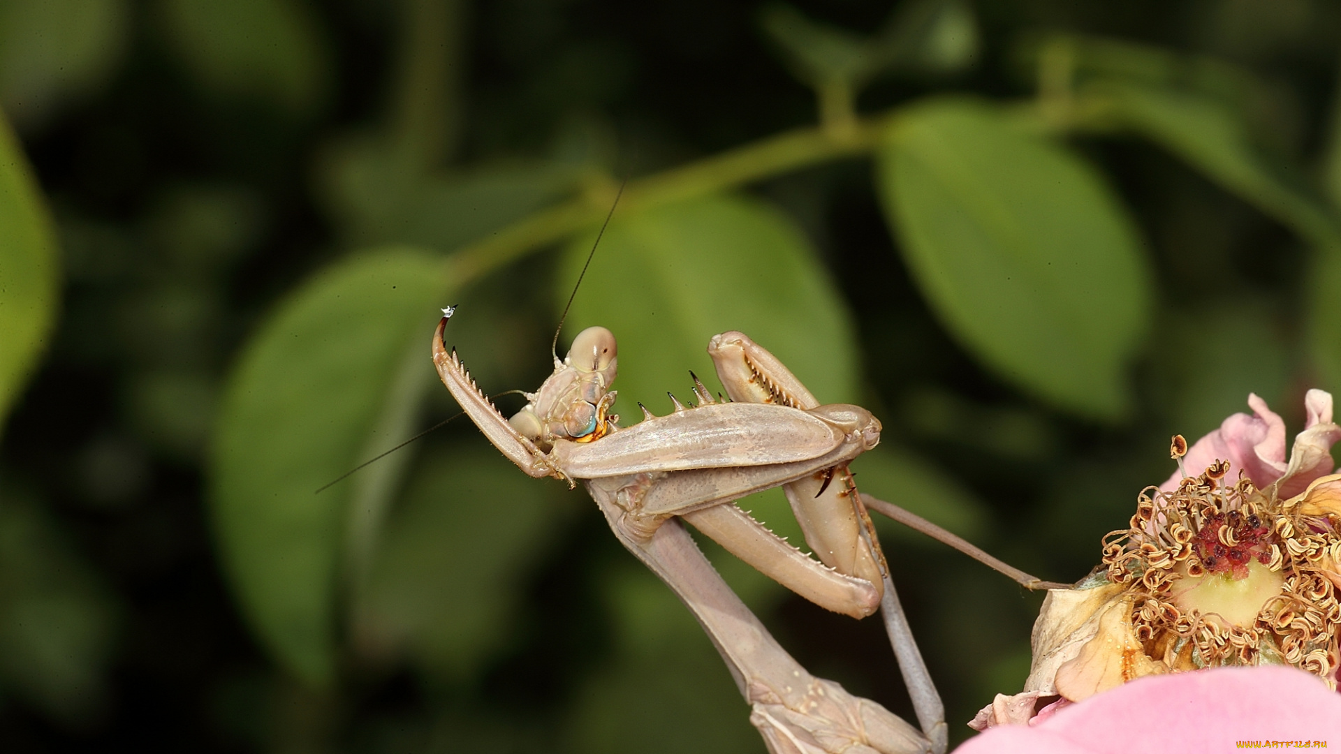 животные, богомолы, богомол, цветок, насекомое
