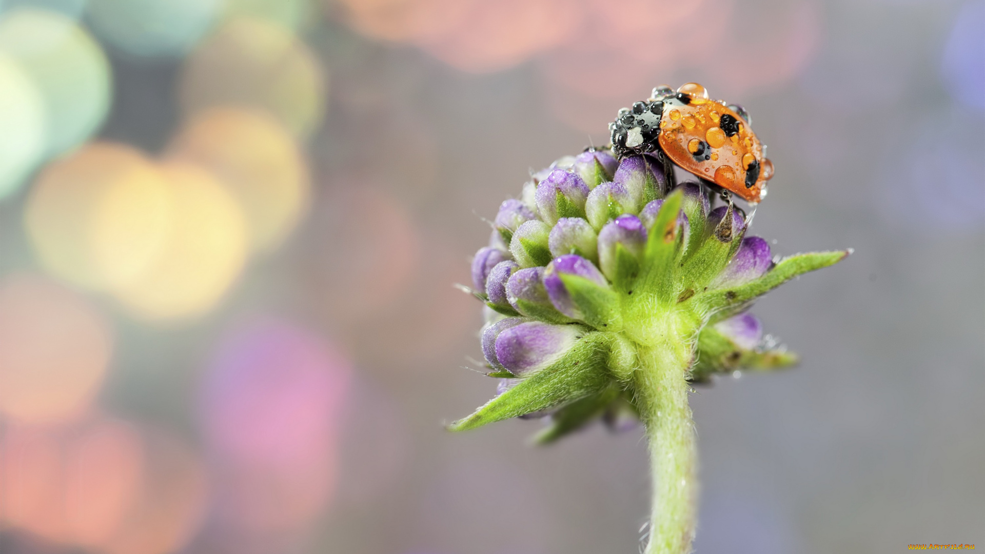животные, божьи, коровки, божья, коровка, цветок