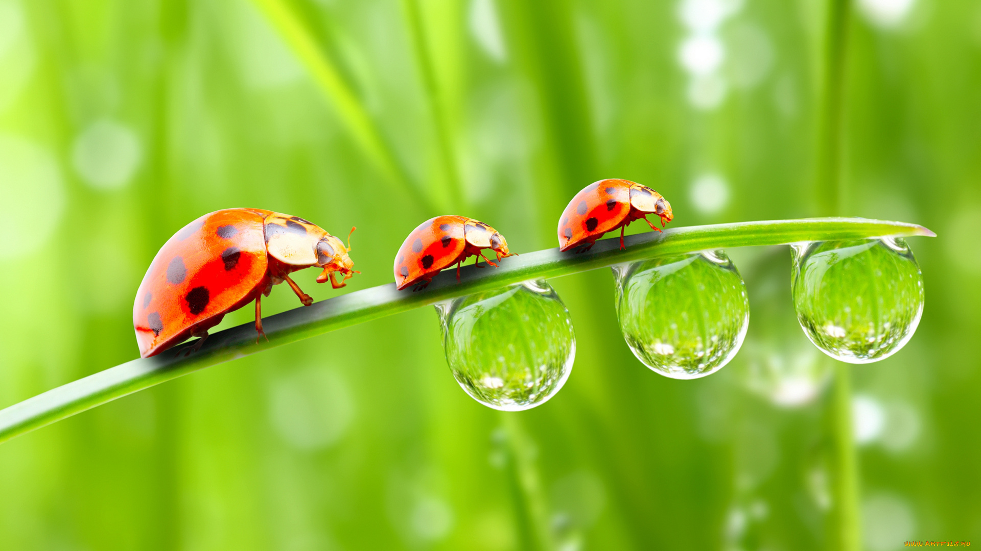 животные, божьи, коровки, капельки, божьи, коровки, трава