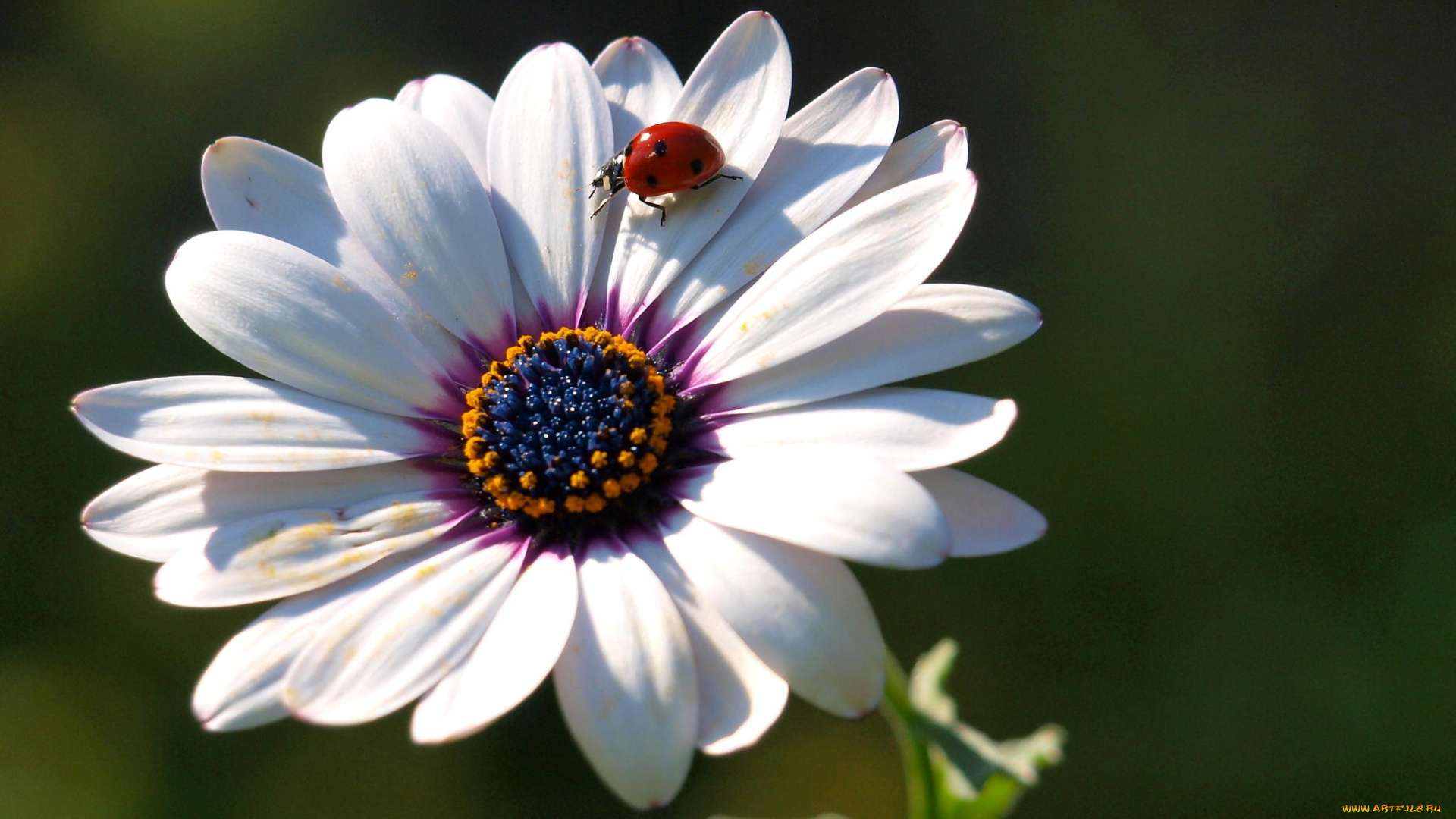 животные, божьи, коровки, насекомое, лепестки, цветок