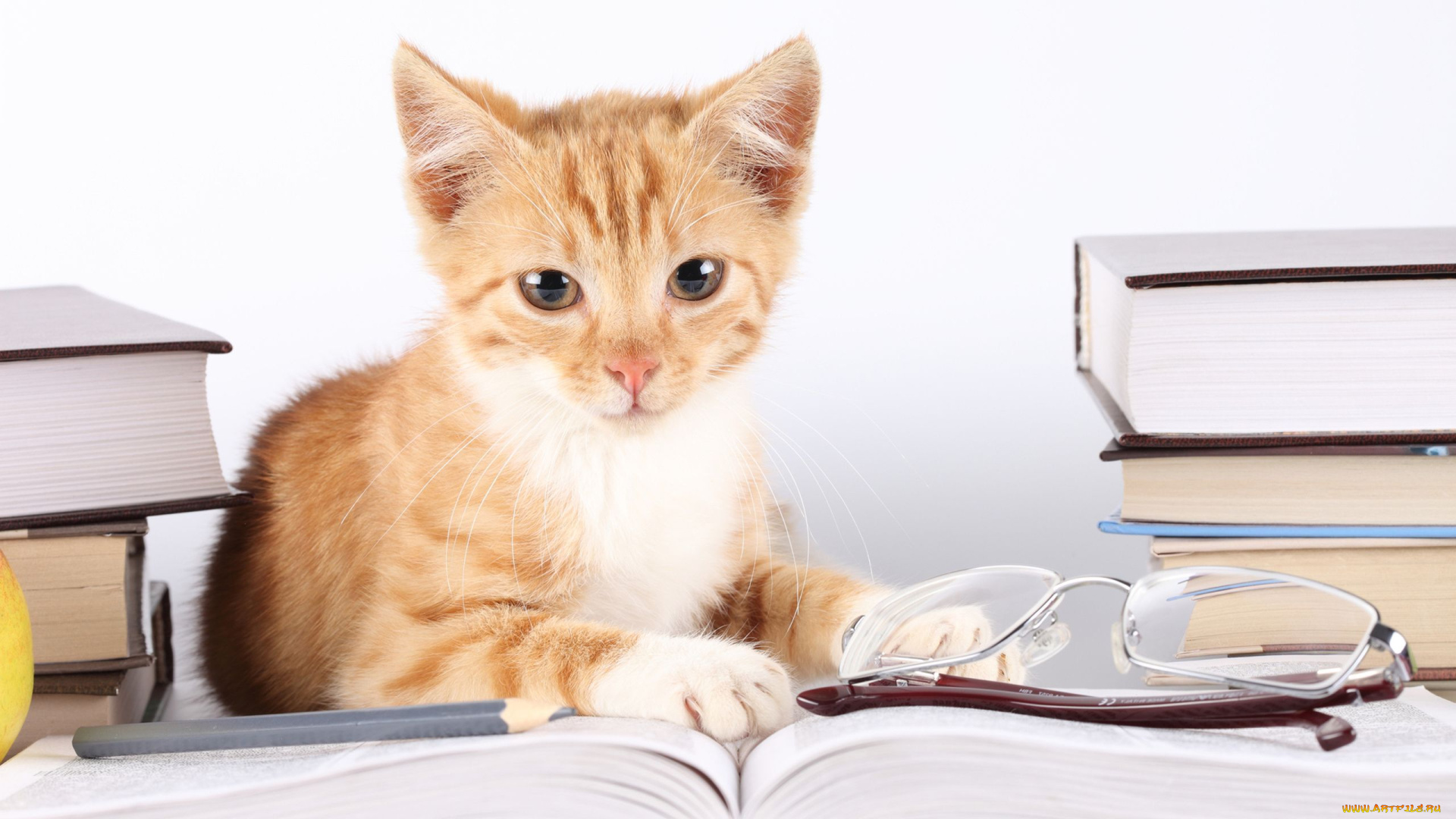 животные, коты, книги, взгляд, рыжый