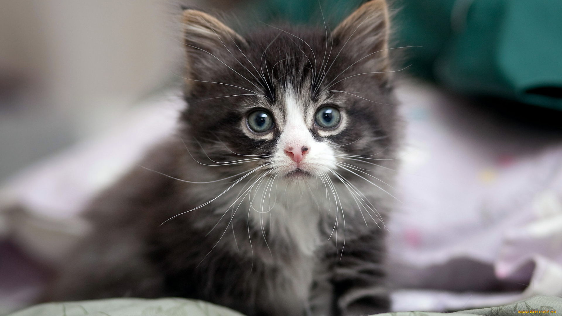 животные, коты, котенок