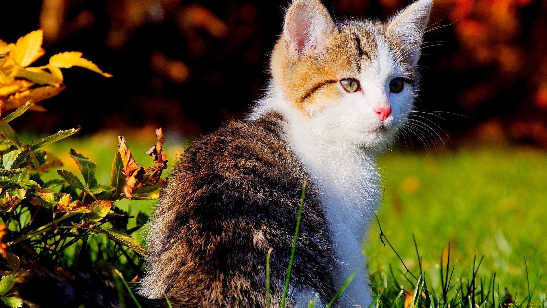 животные, коты, уши, трава, взгляд