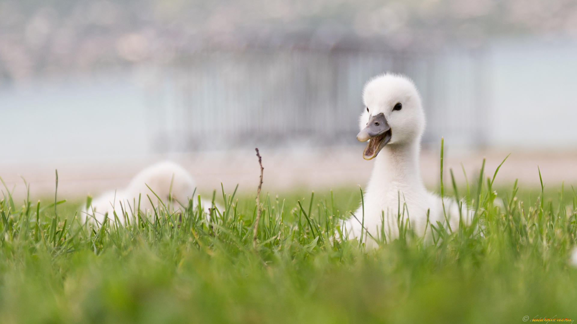 животные, лебеди, лебедь, малыш, травка