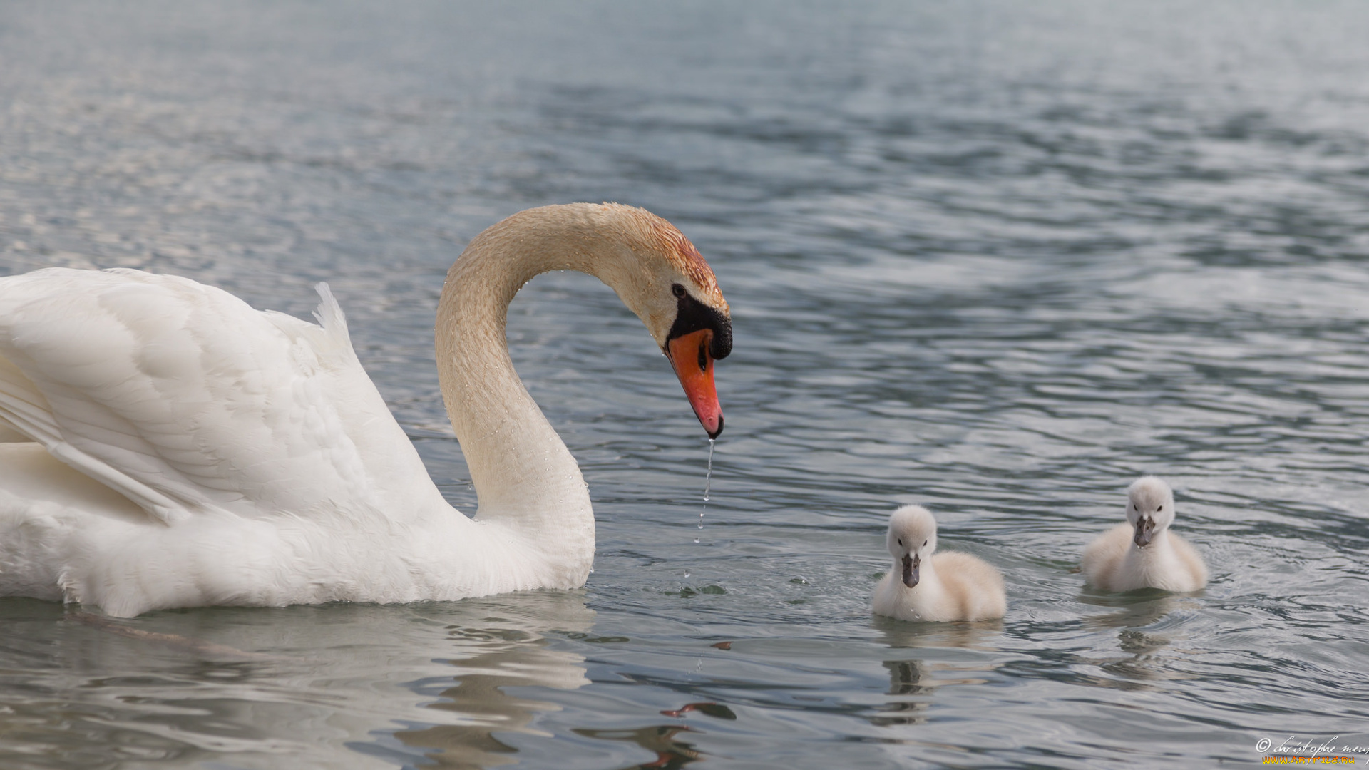 животные, лебеди, озеро, малыши, лебедь