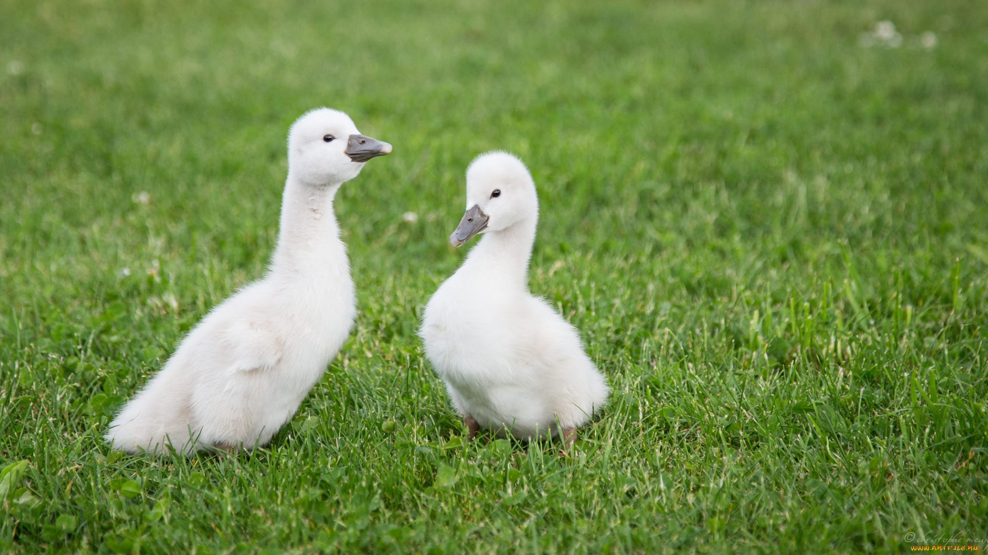 животные, лебеди, swans, small, grass, трава, маленькие