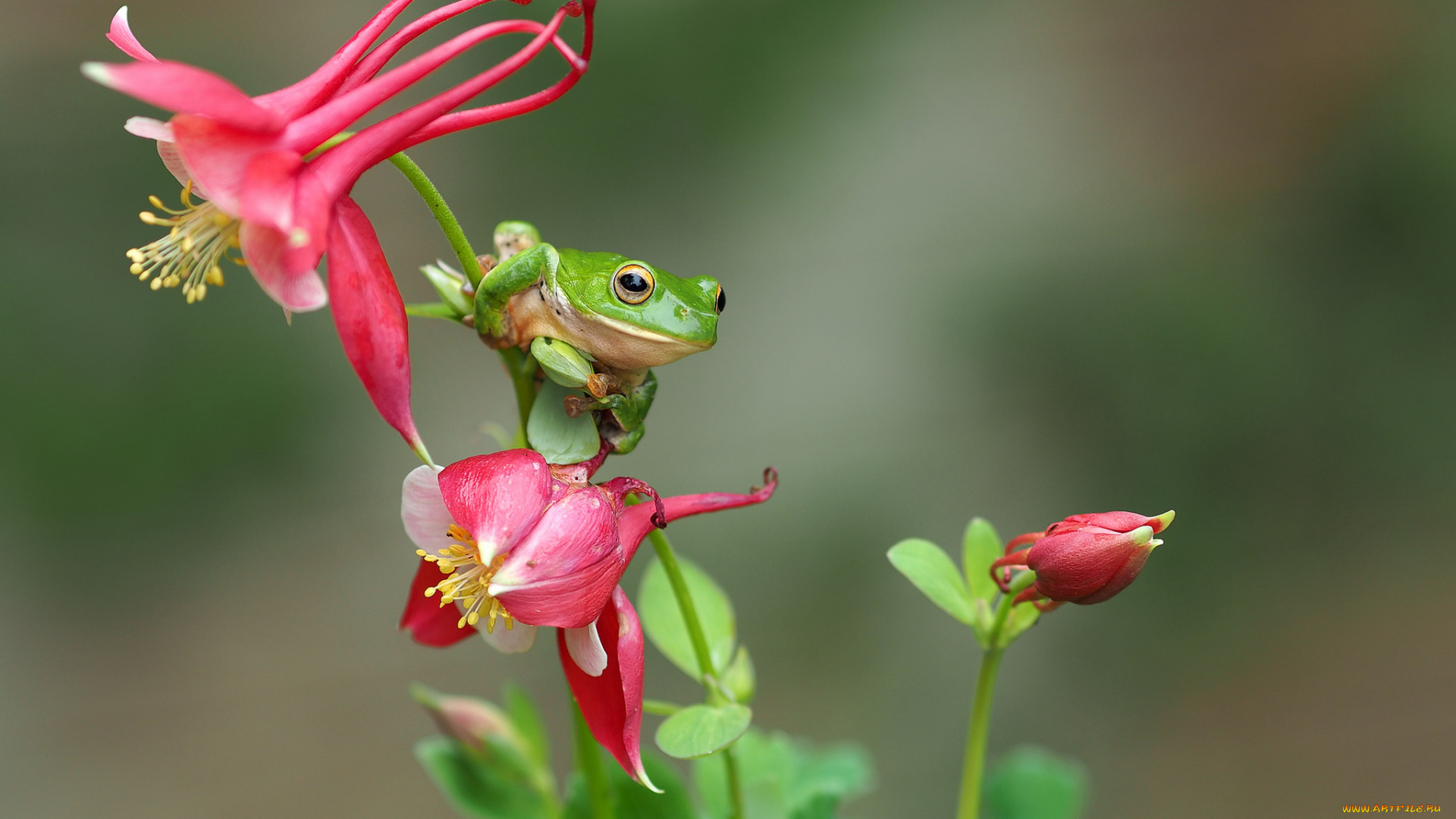 животные, лягушки, frog, цветок, лягушка, flower