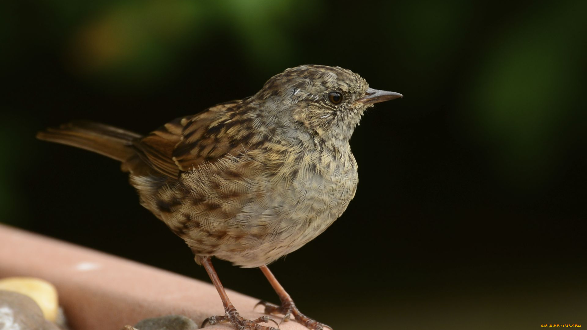 животные, птицы, птичка