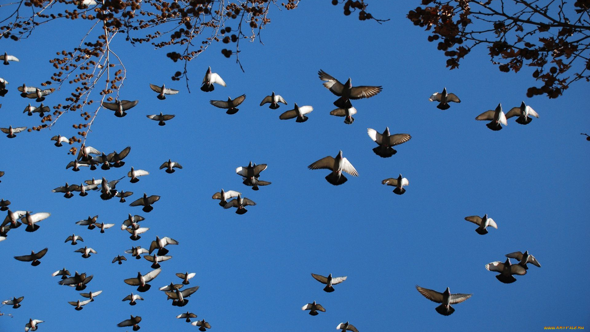 животные, птицы, ветки, небо
