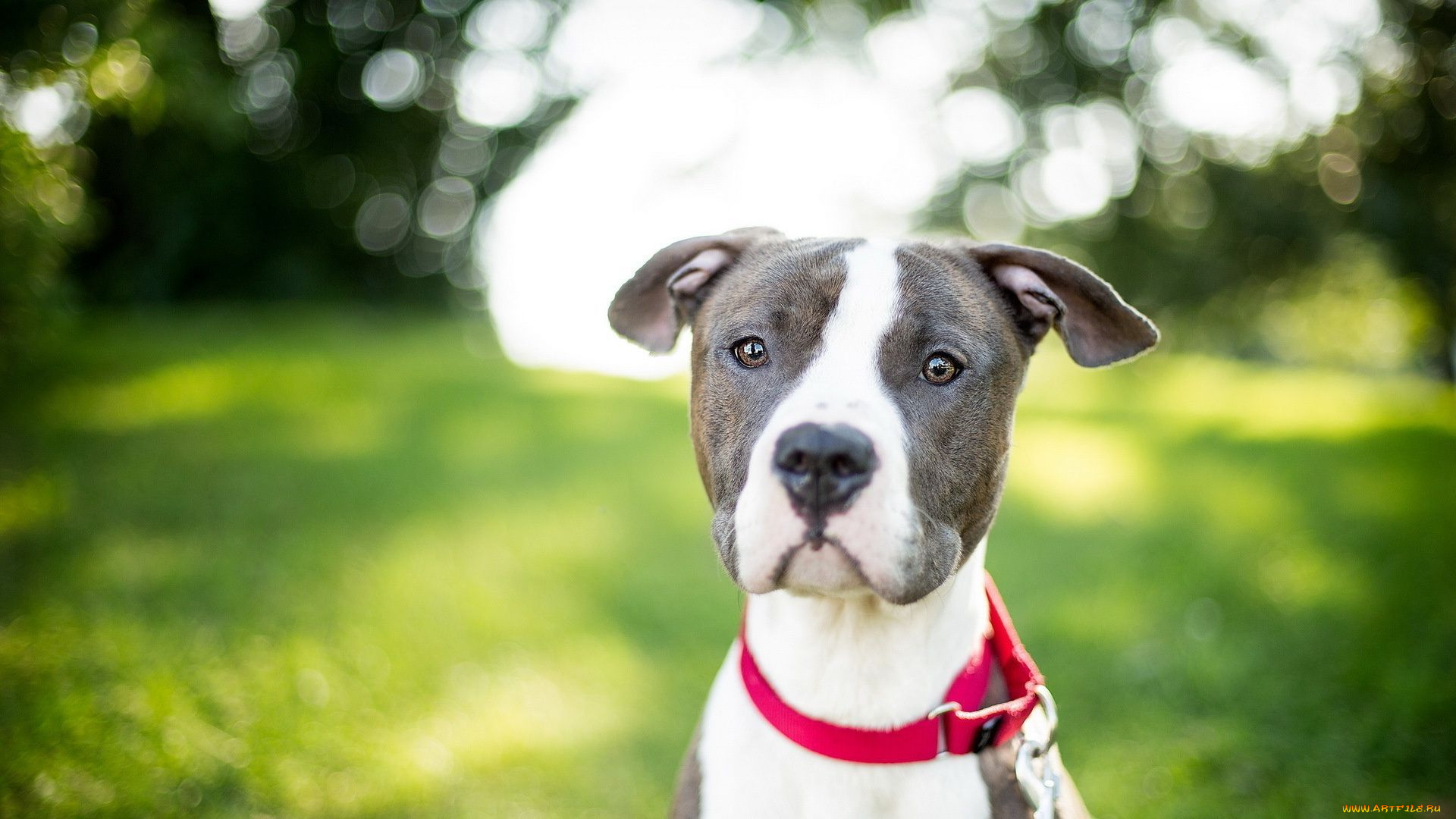 животные, собаки, взгляд