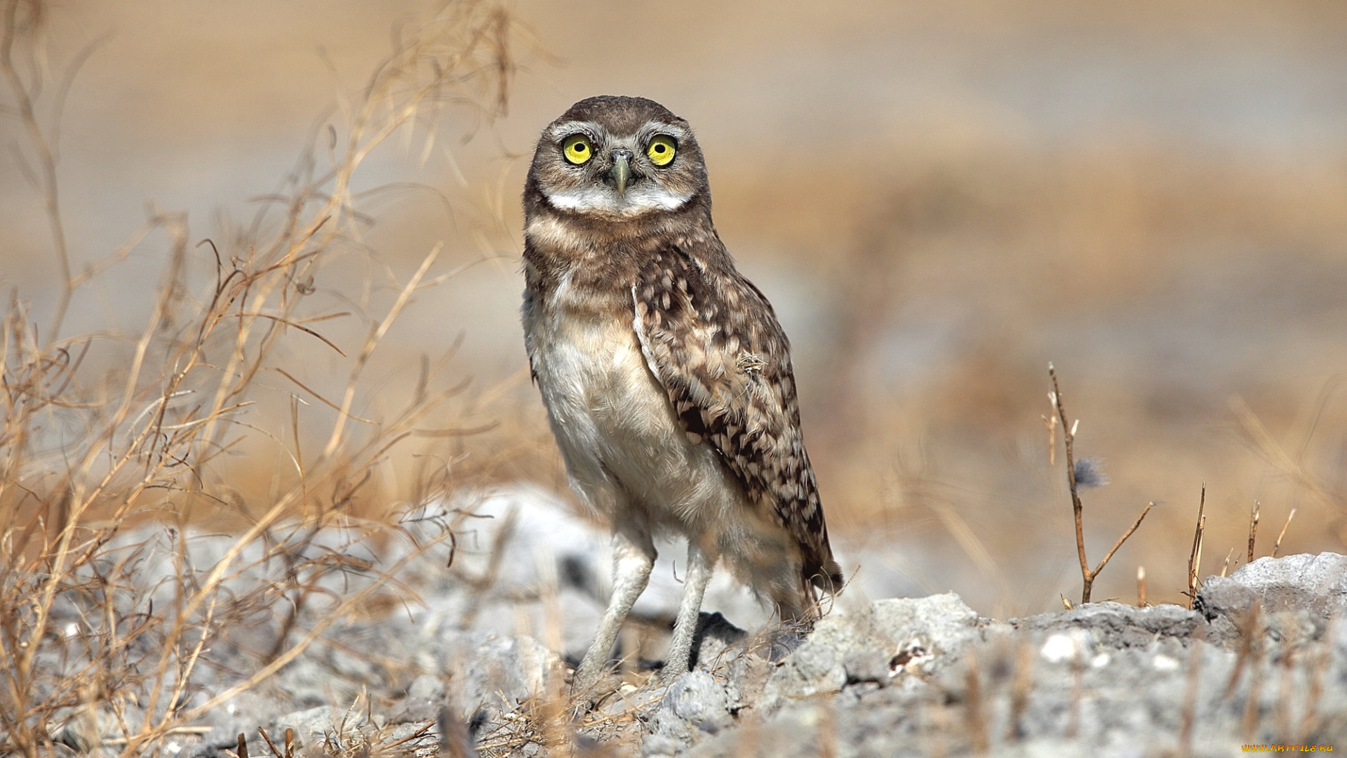 животные, совы, птица, взгляд, сыч