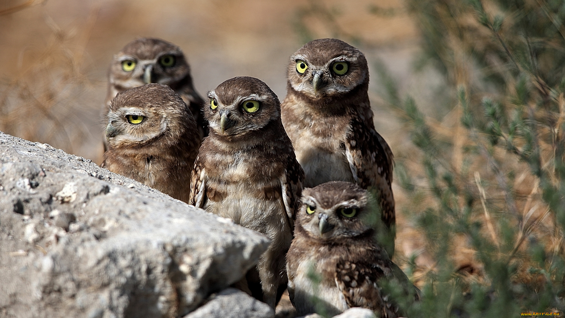 животные, совы, птицы, сычи