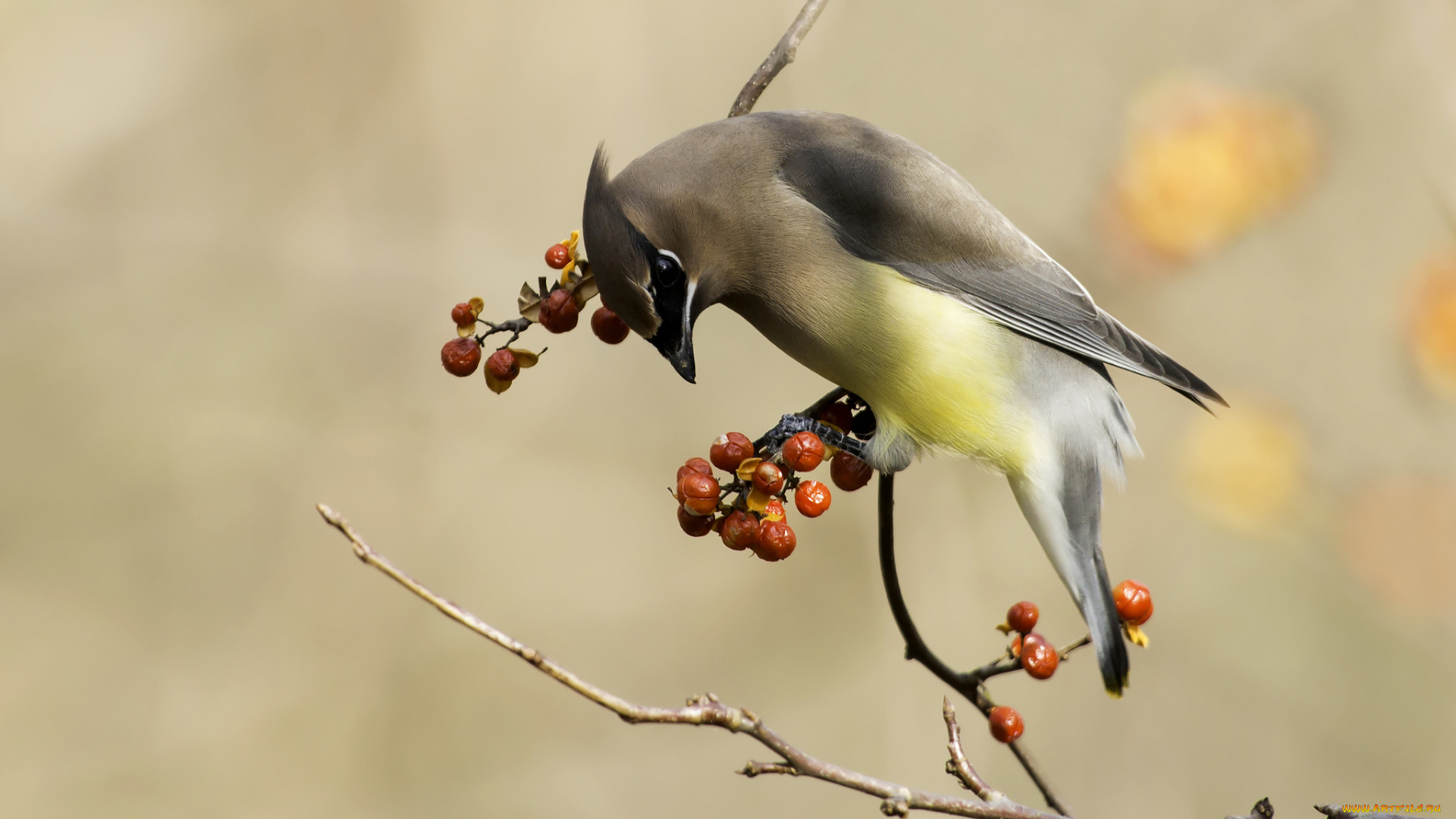 животные, свиристели, рябинник, дрозд
