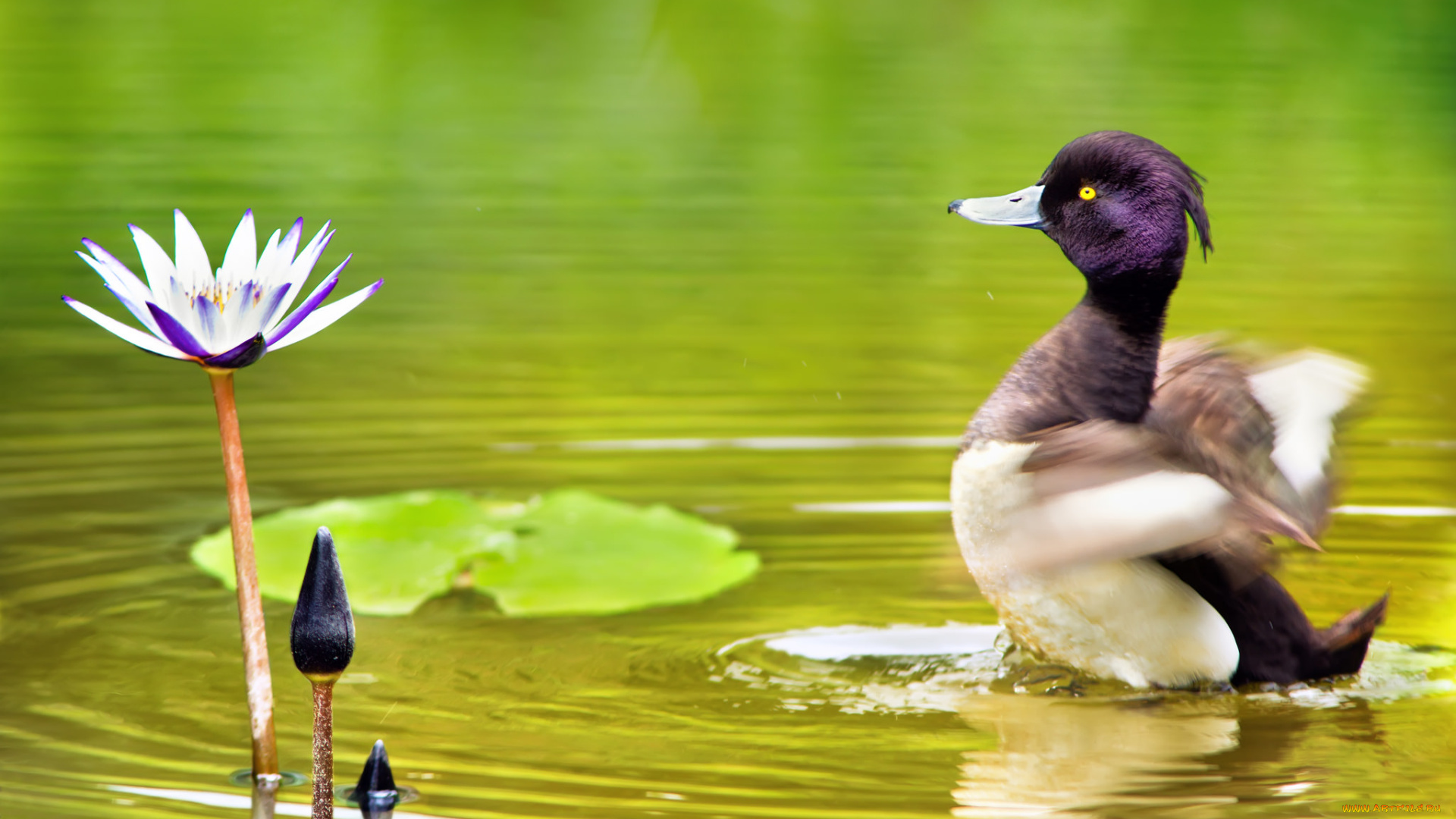 животные, утки, цветок, озеро, утка