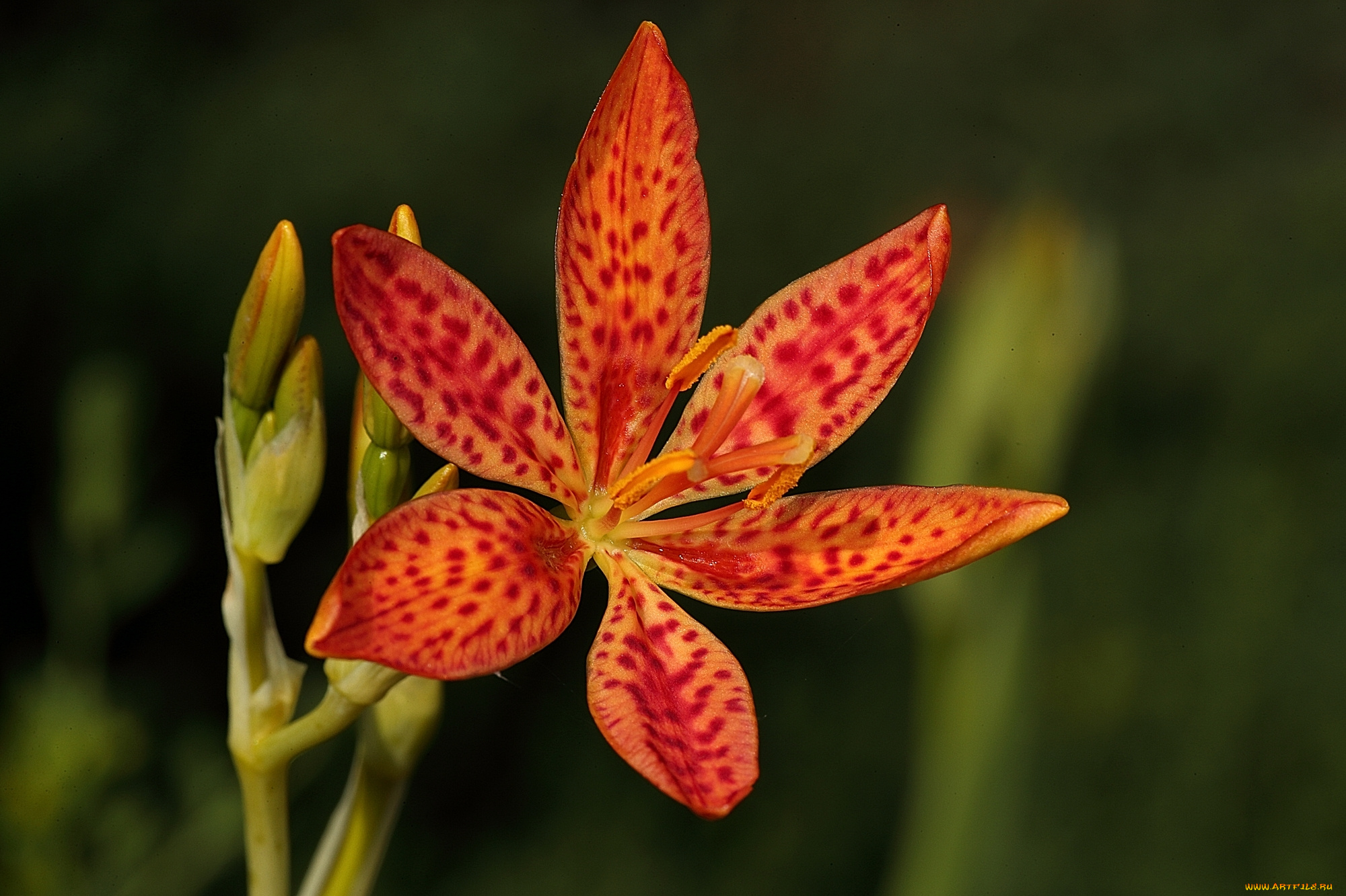 цветы, красный, цветок