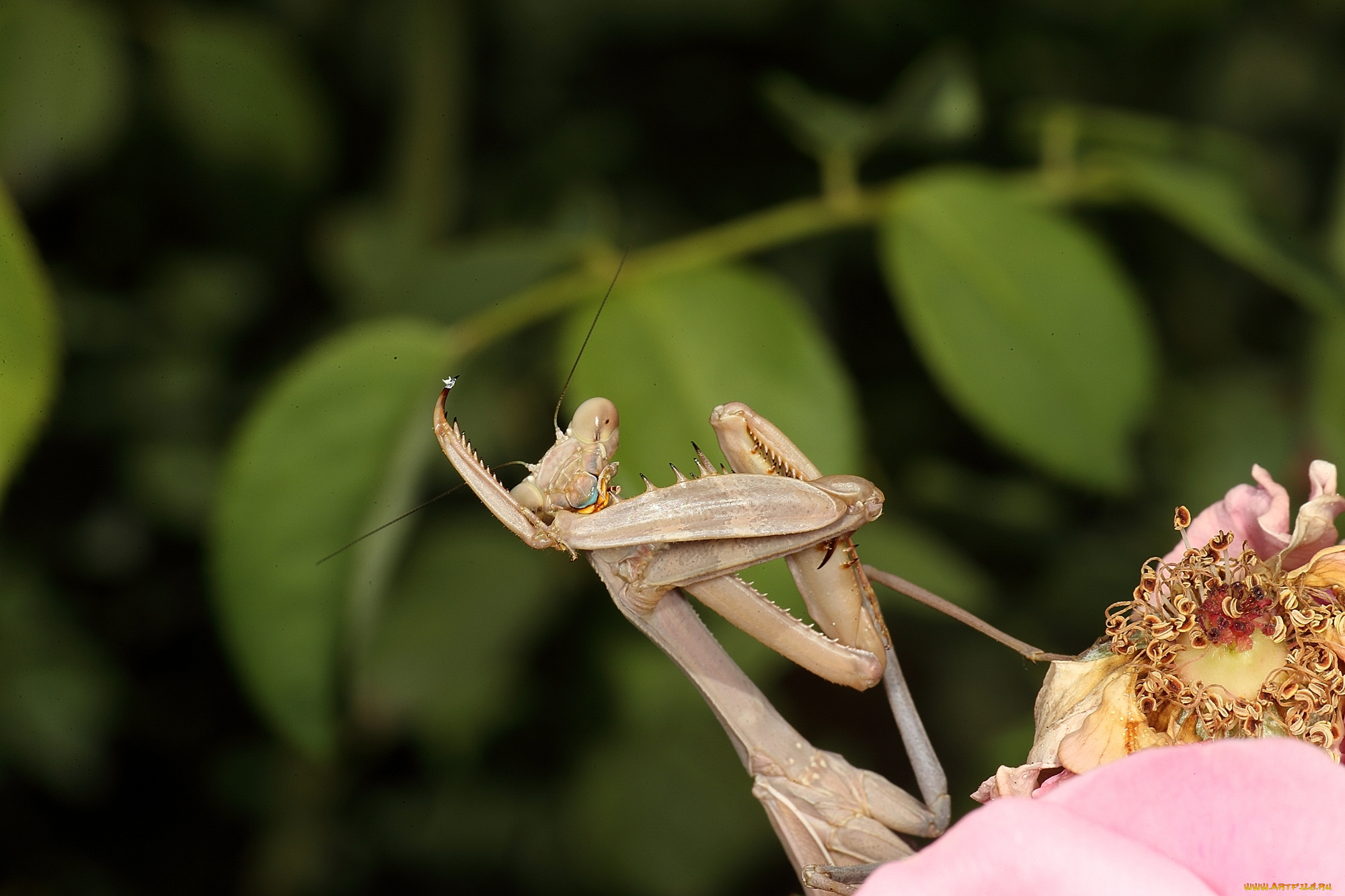 животные, богомолы, богомол, цветок, насекомое