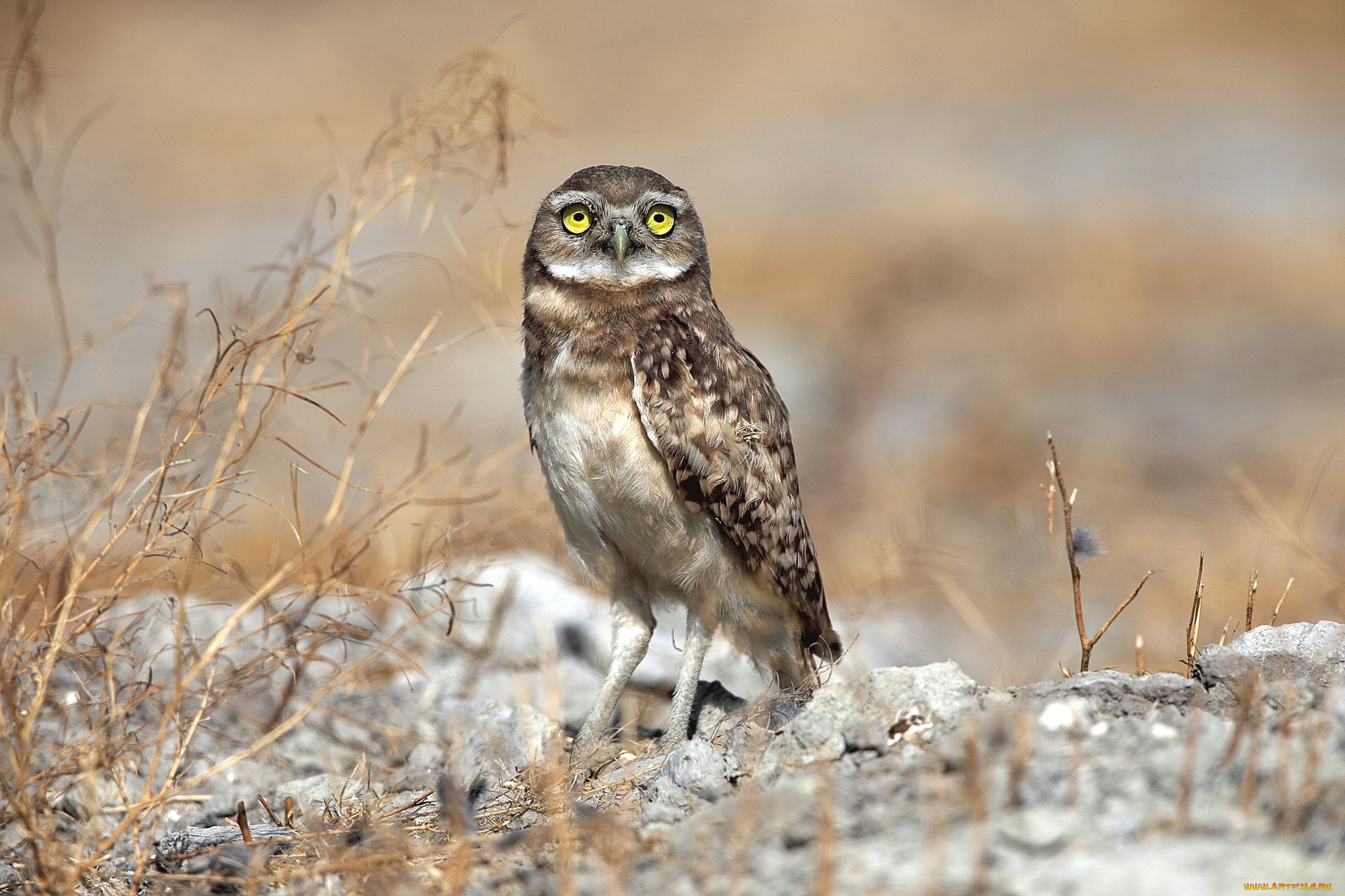 животные, совы, птица, взгляд, сыч