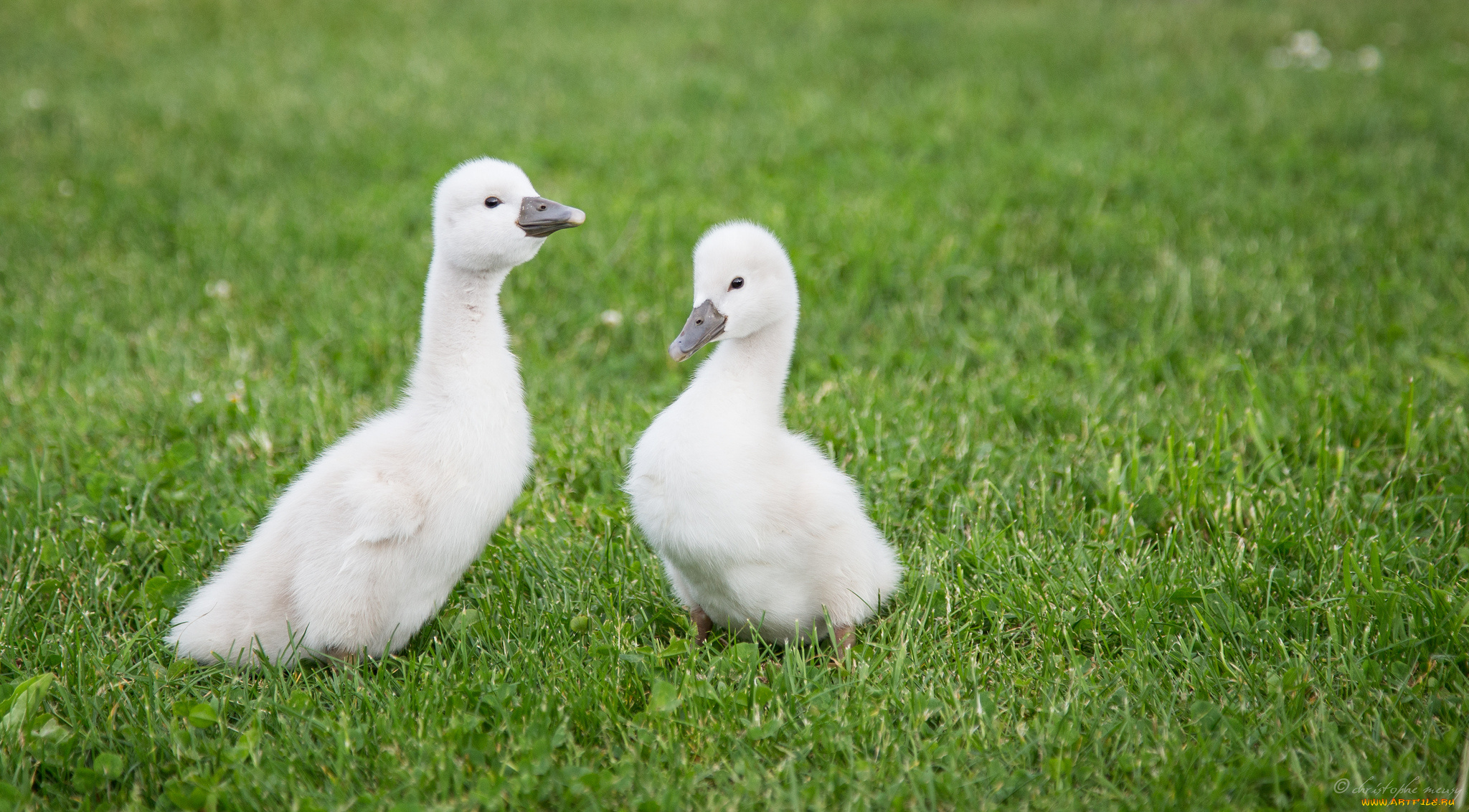 животные, лебеди, swans, small, grass, трава, маленькие
