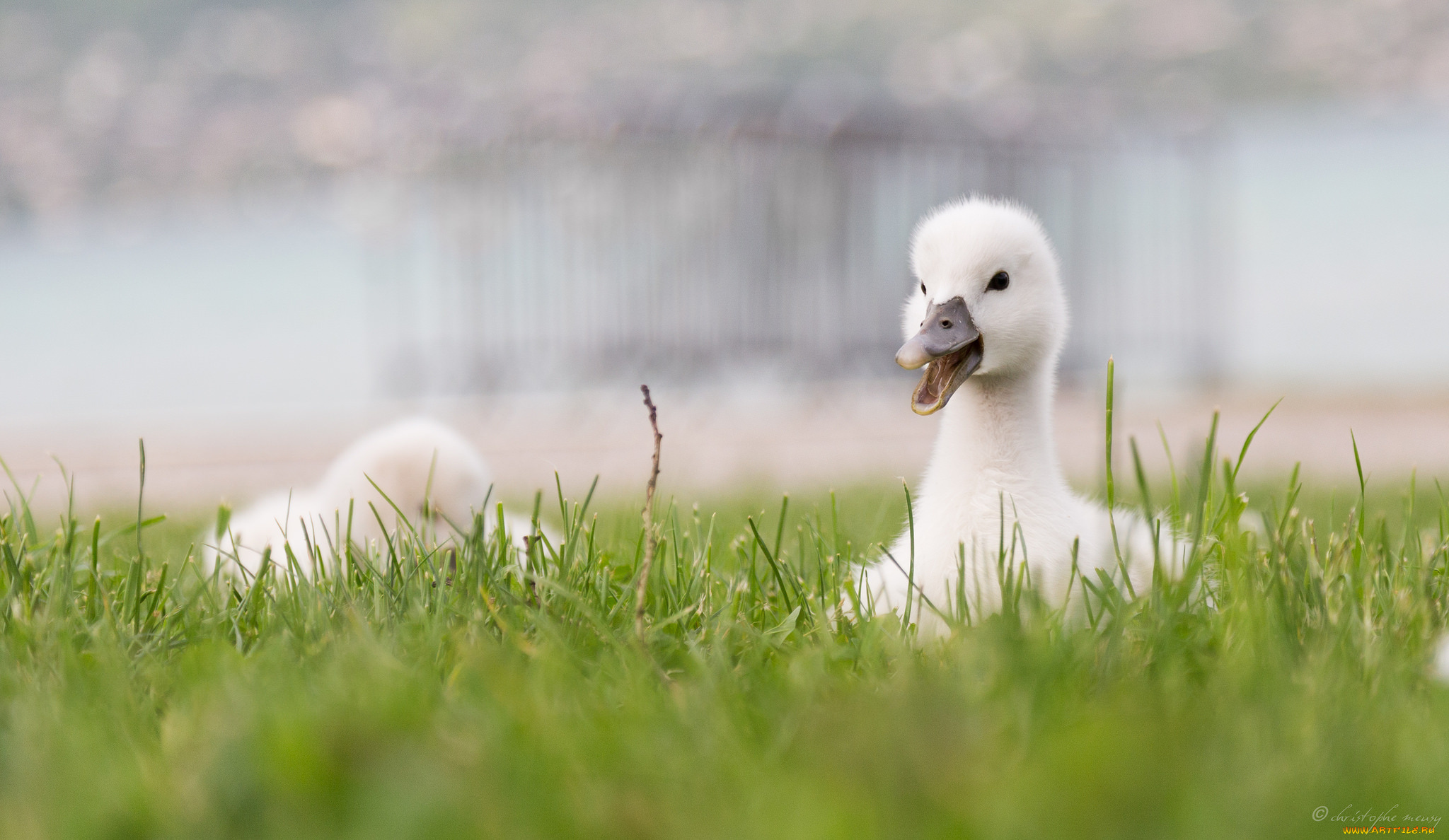 животные, лебеди, лебедь, малыш, травка