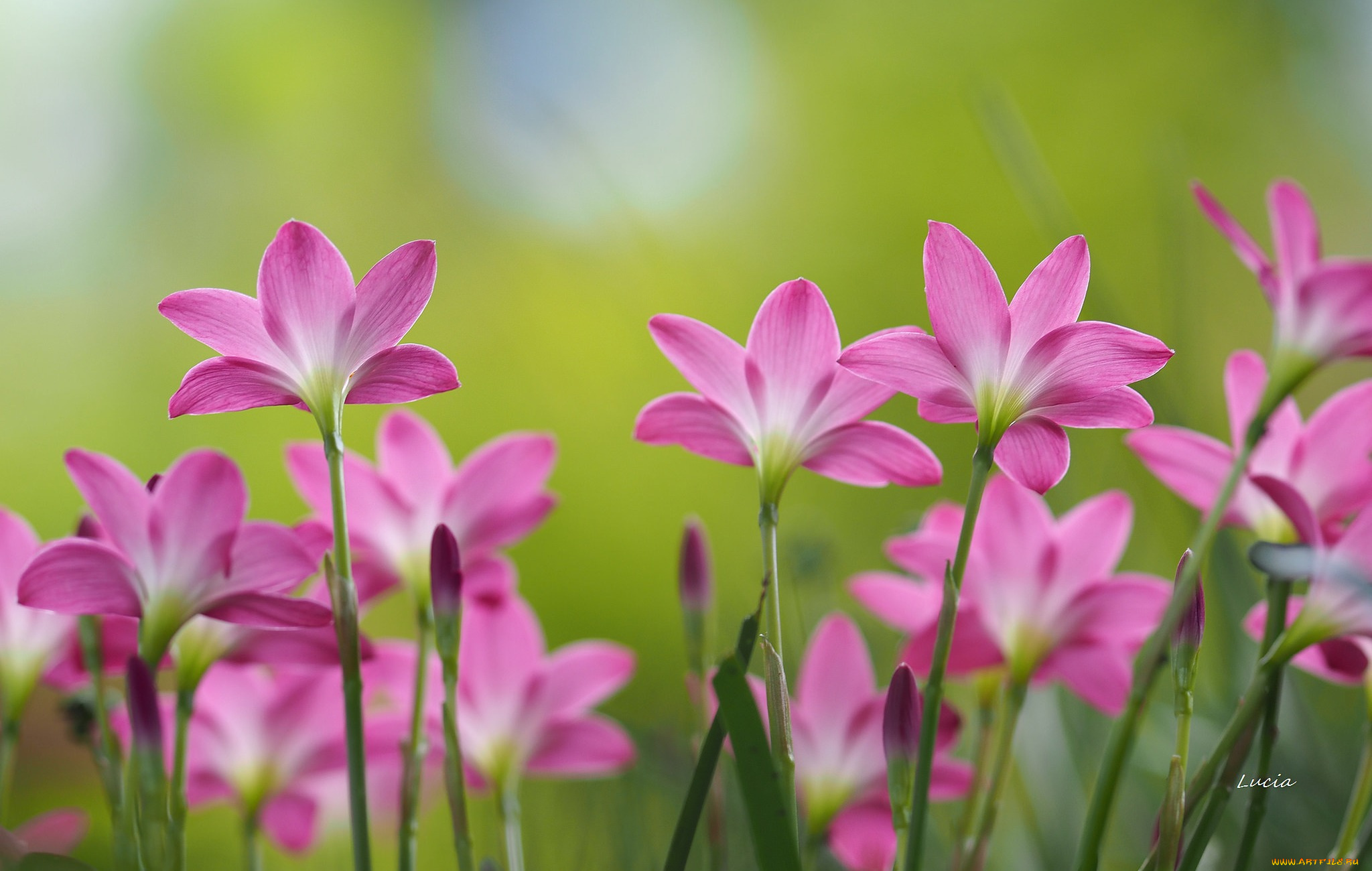 цветы, зефирантесы, цветение