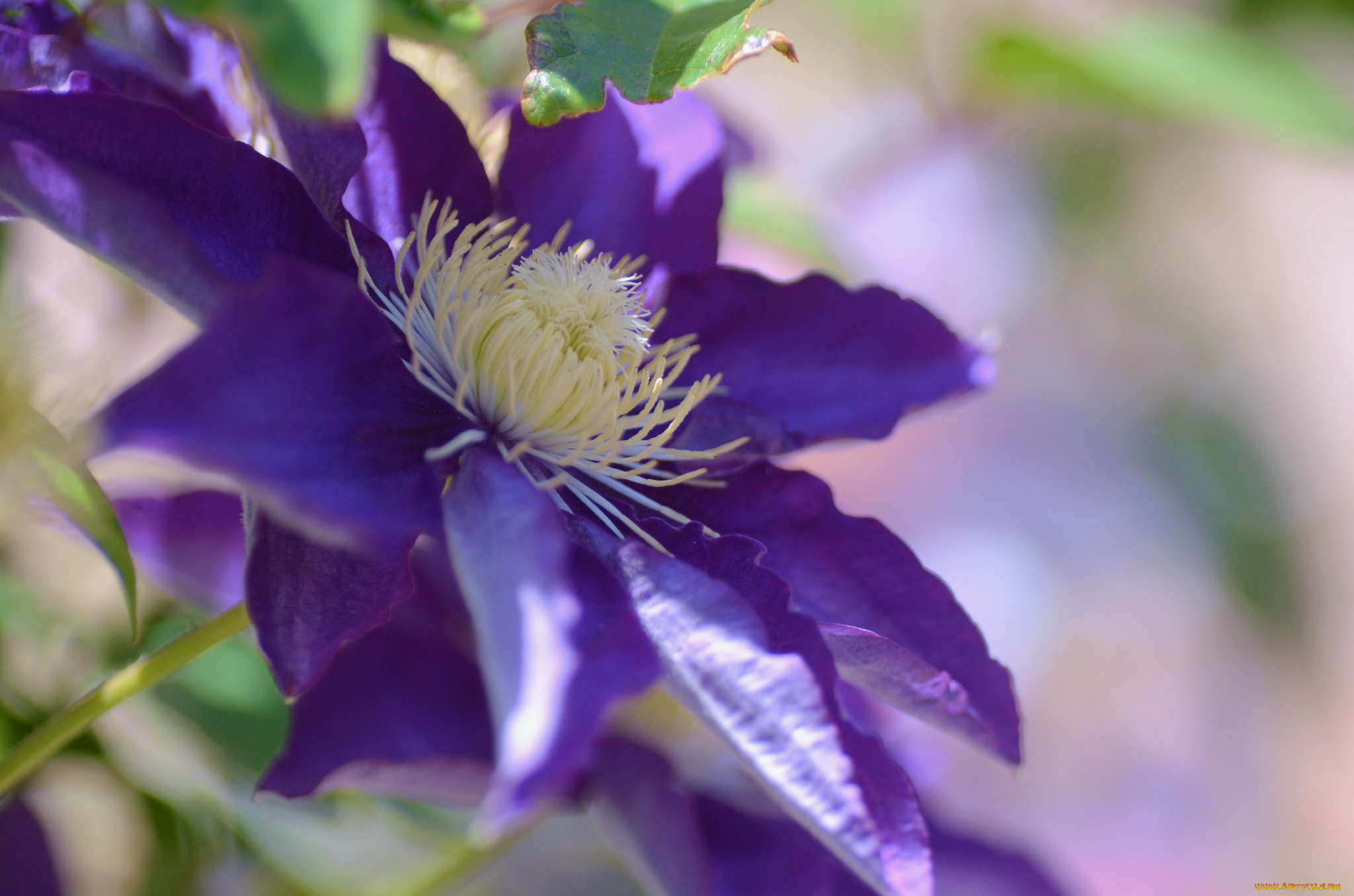 цветы, клематис, , ломонос, клематис