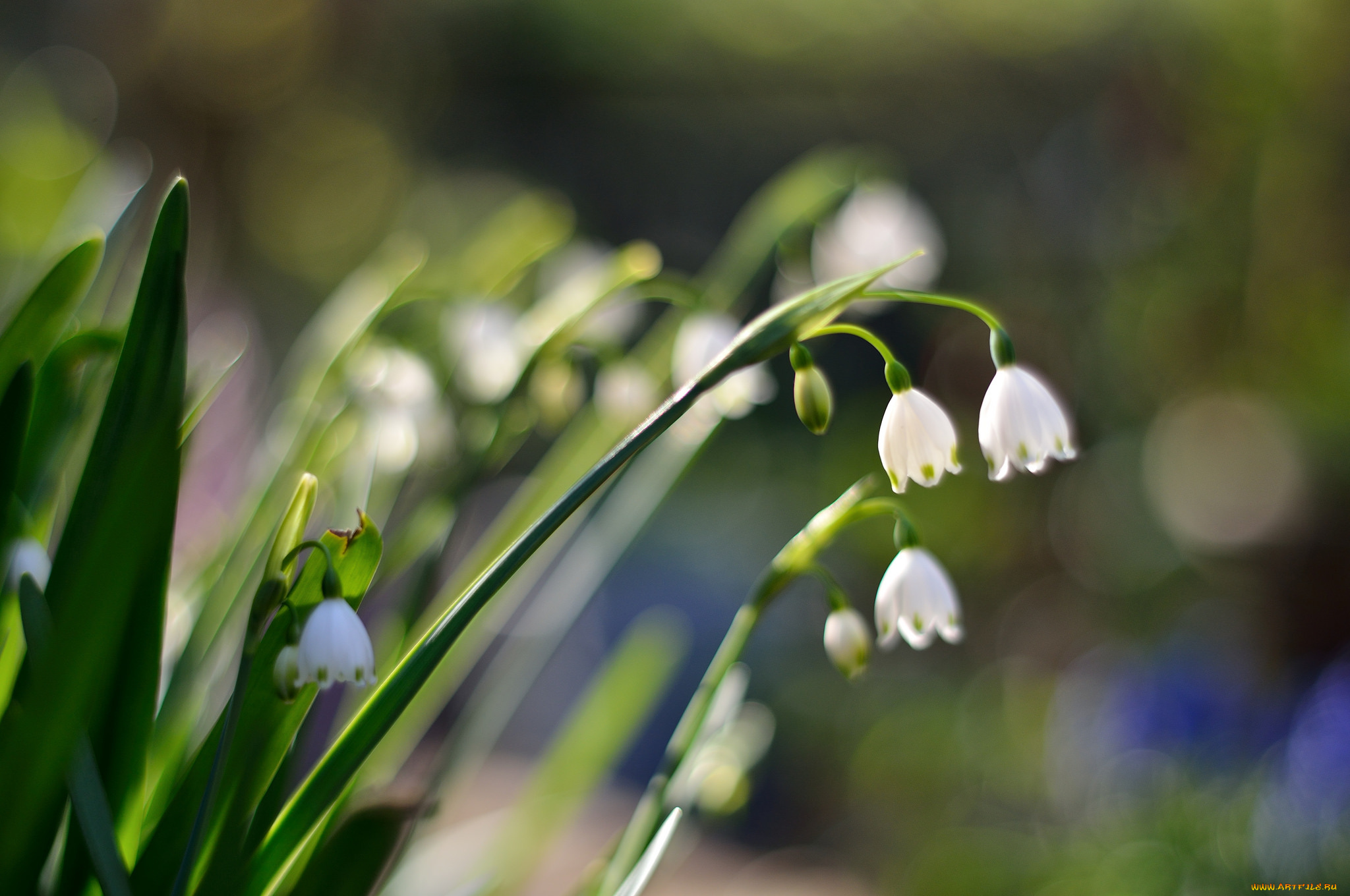 цветы, ландыши