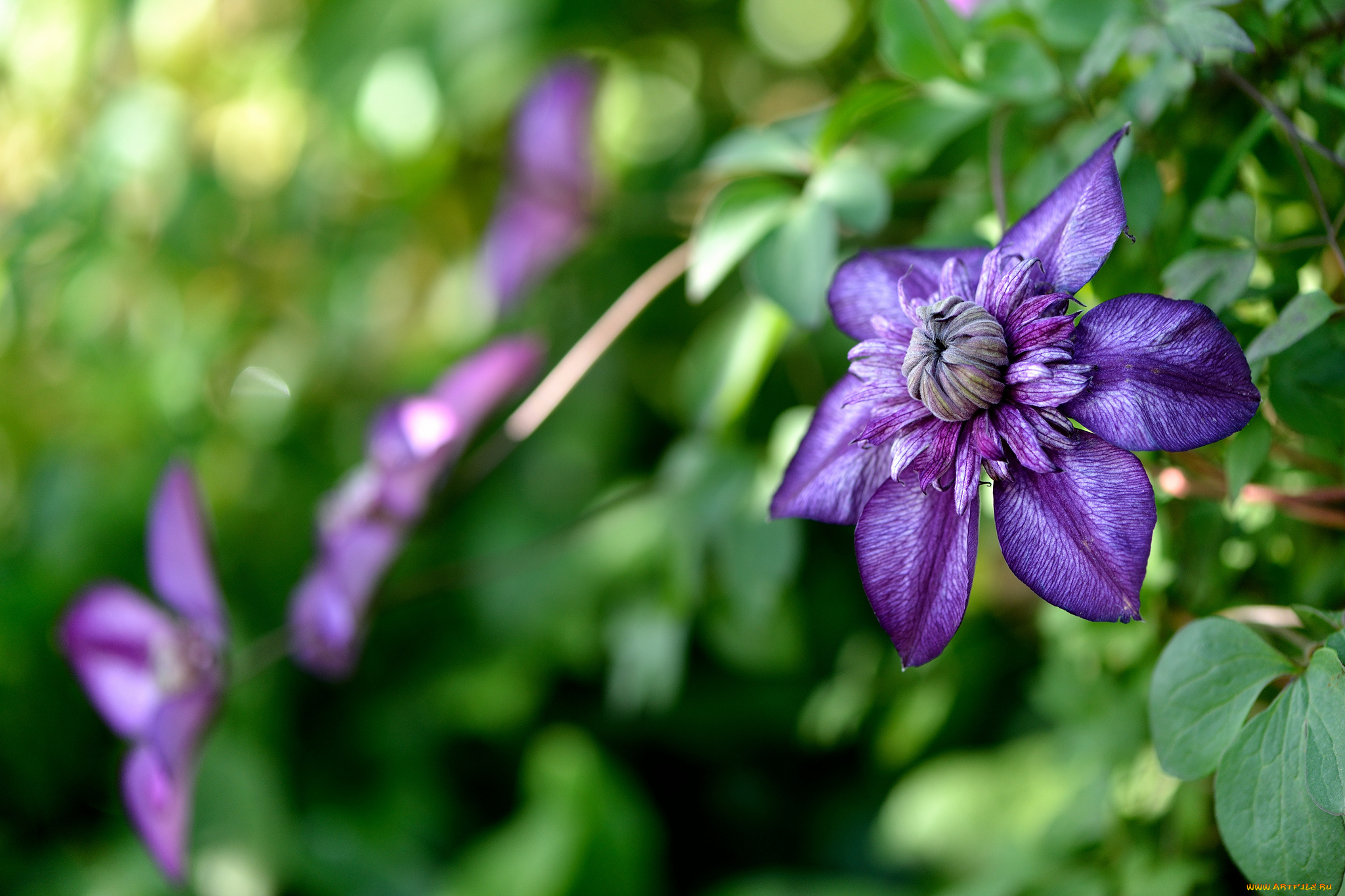 цветы, клематис, , ломонос, клематис