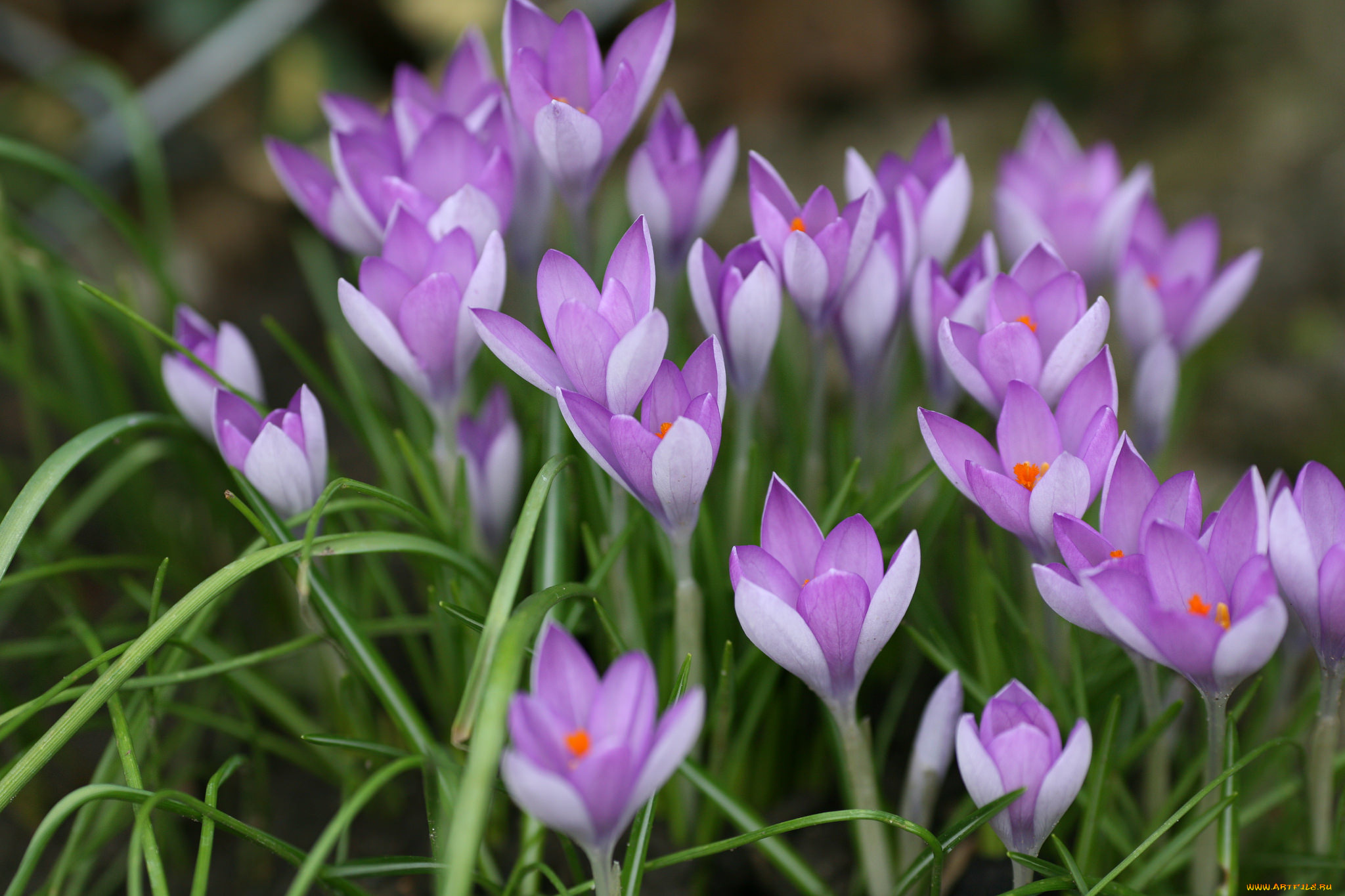 цветы, крокусы, цветение, много, сиреневые