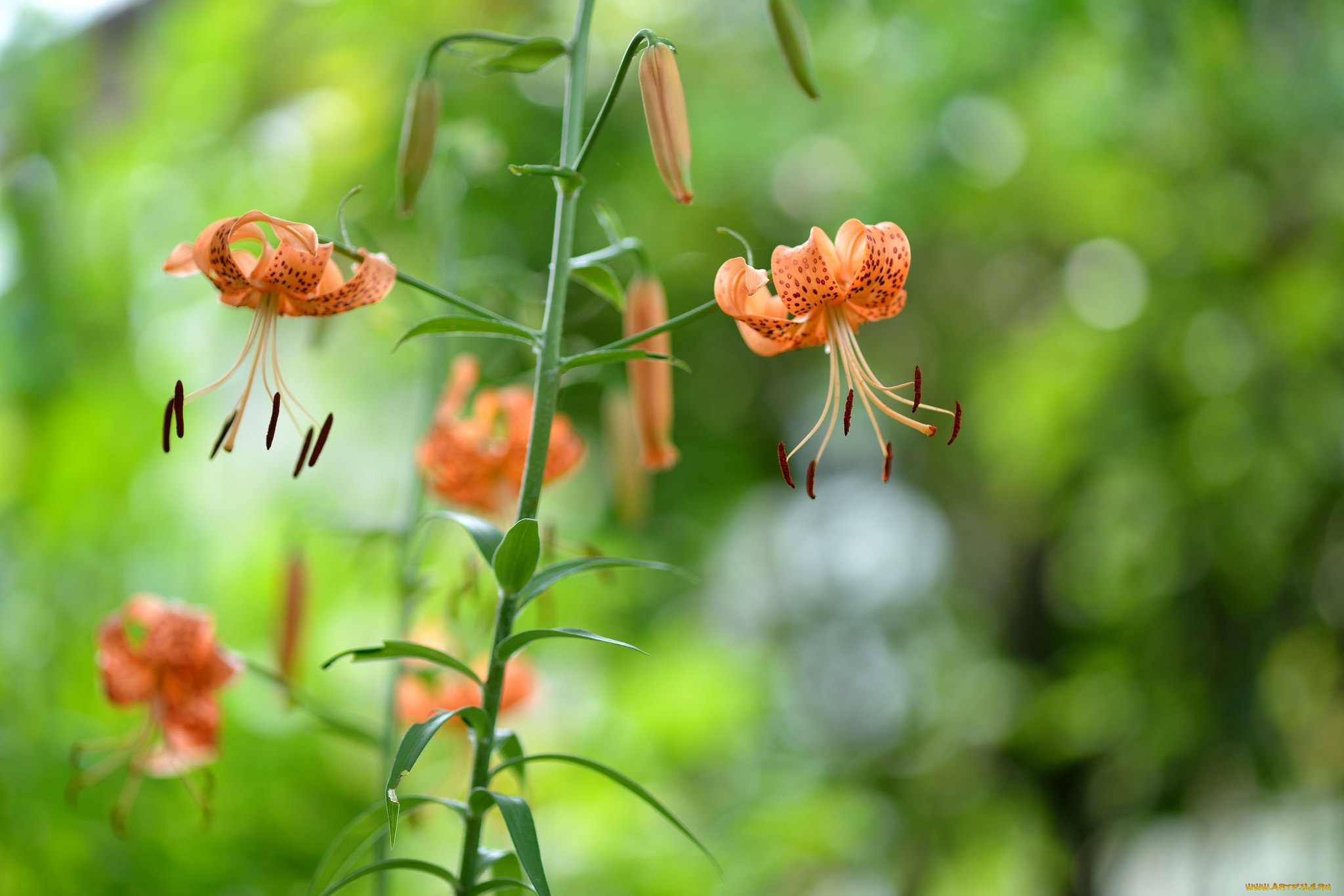 цветы, лилии, , лилейники, лилия, цветение, бутоны